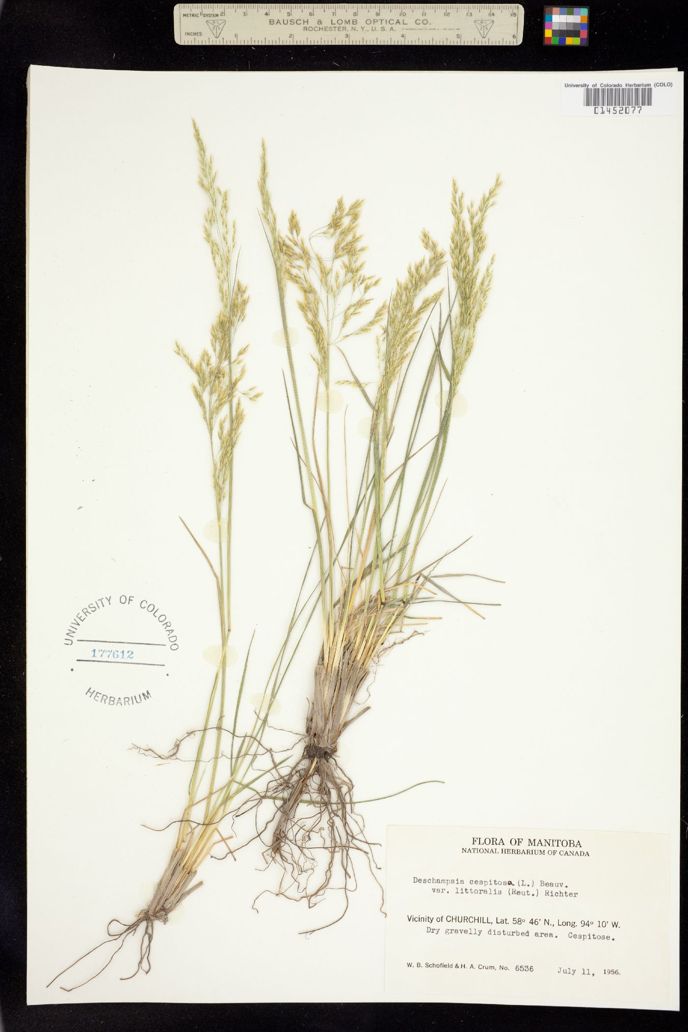 Deschampsia image