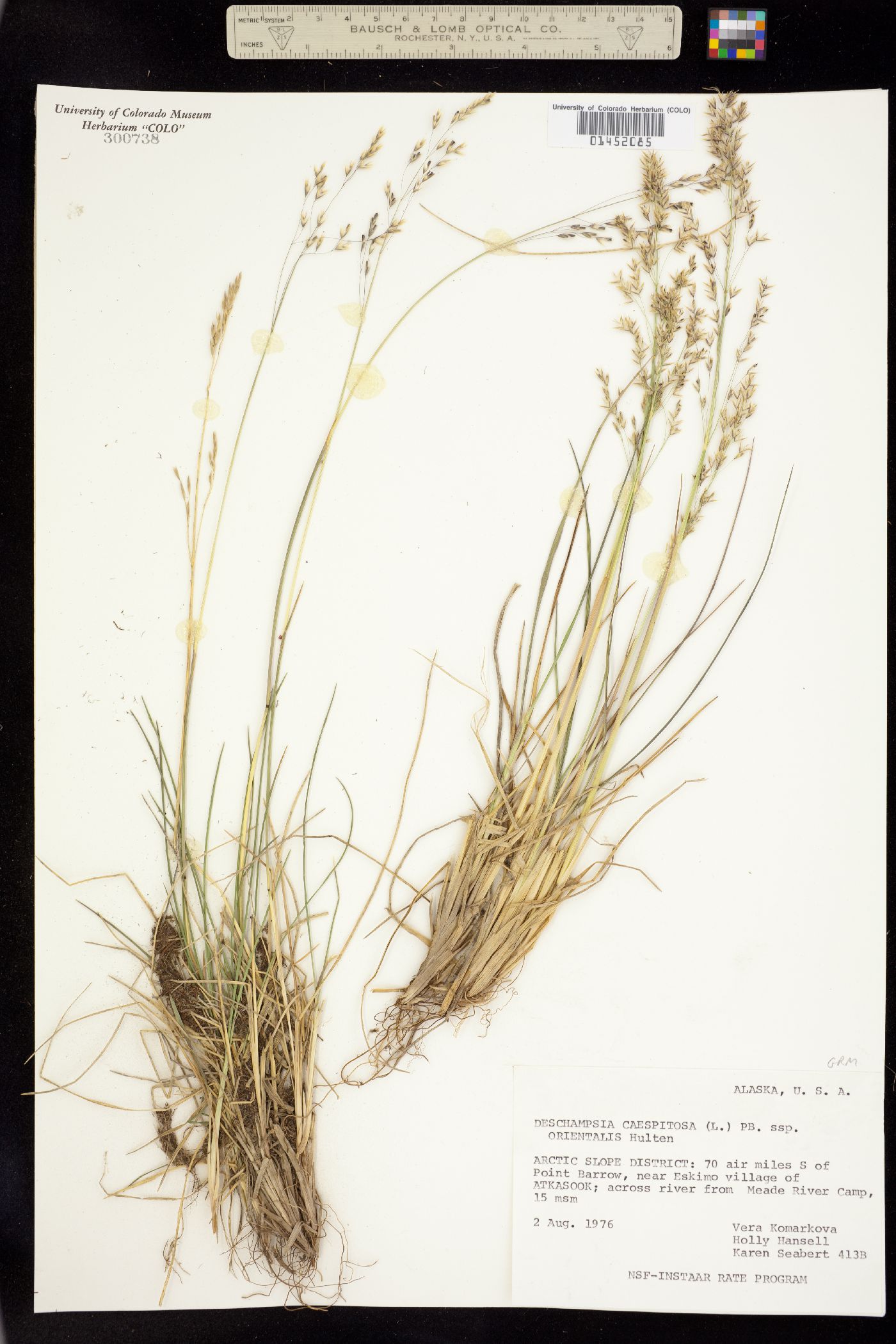 Deschampsia image