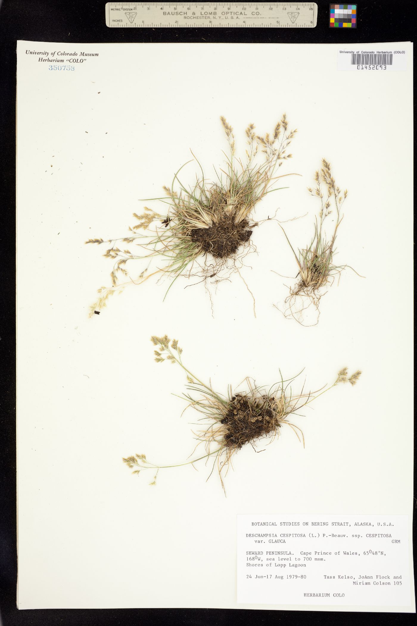 Deschampsia image