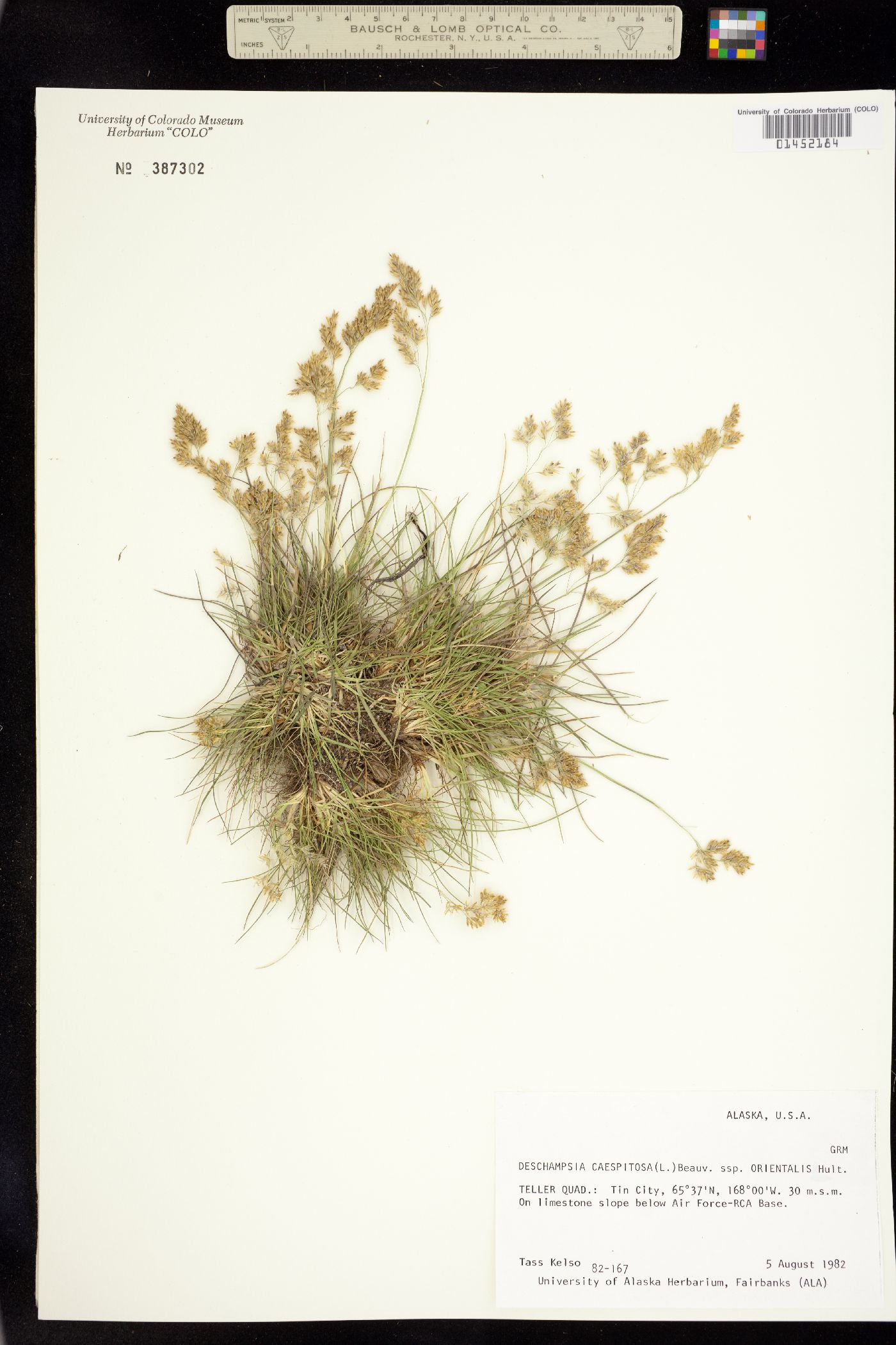 Deschampsia cespitosa image