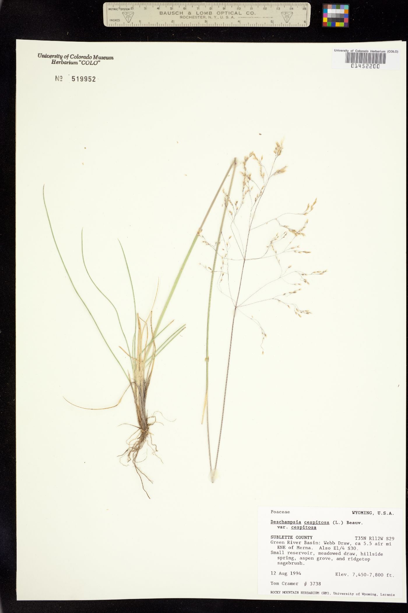 Deschampsia cespitosa image