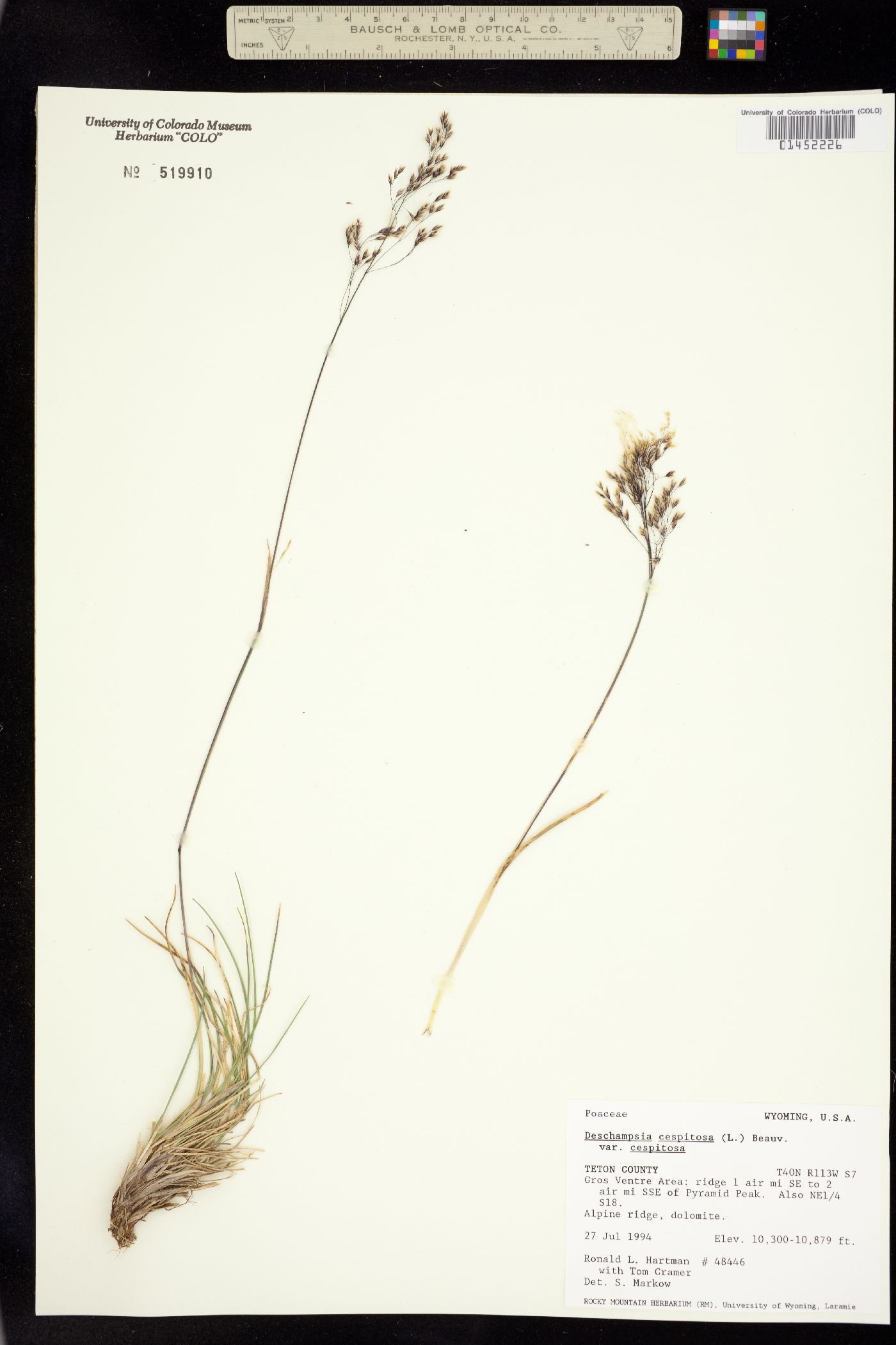 Deschampsia image