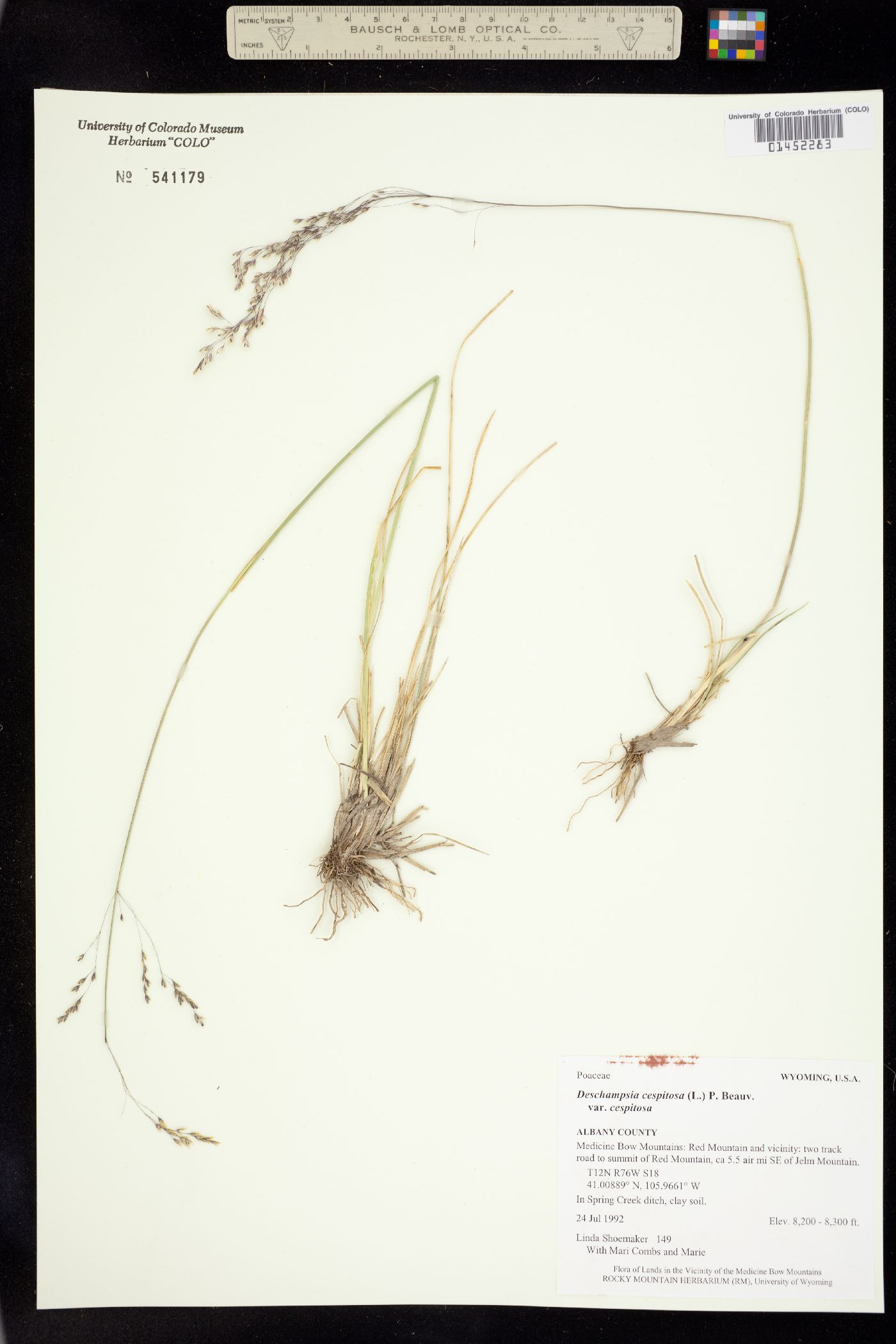 Deschampsia cespitosa image
