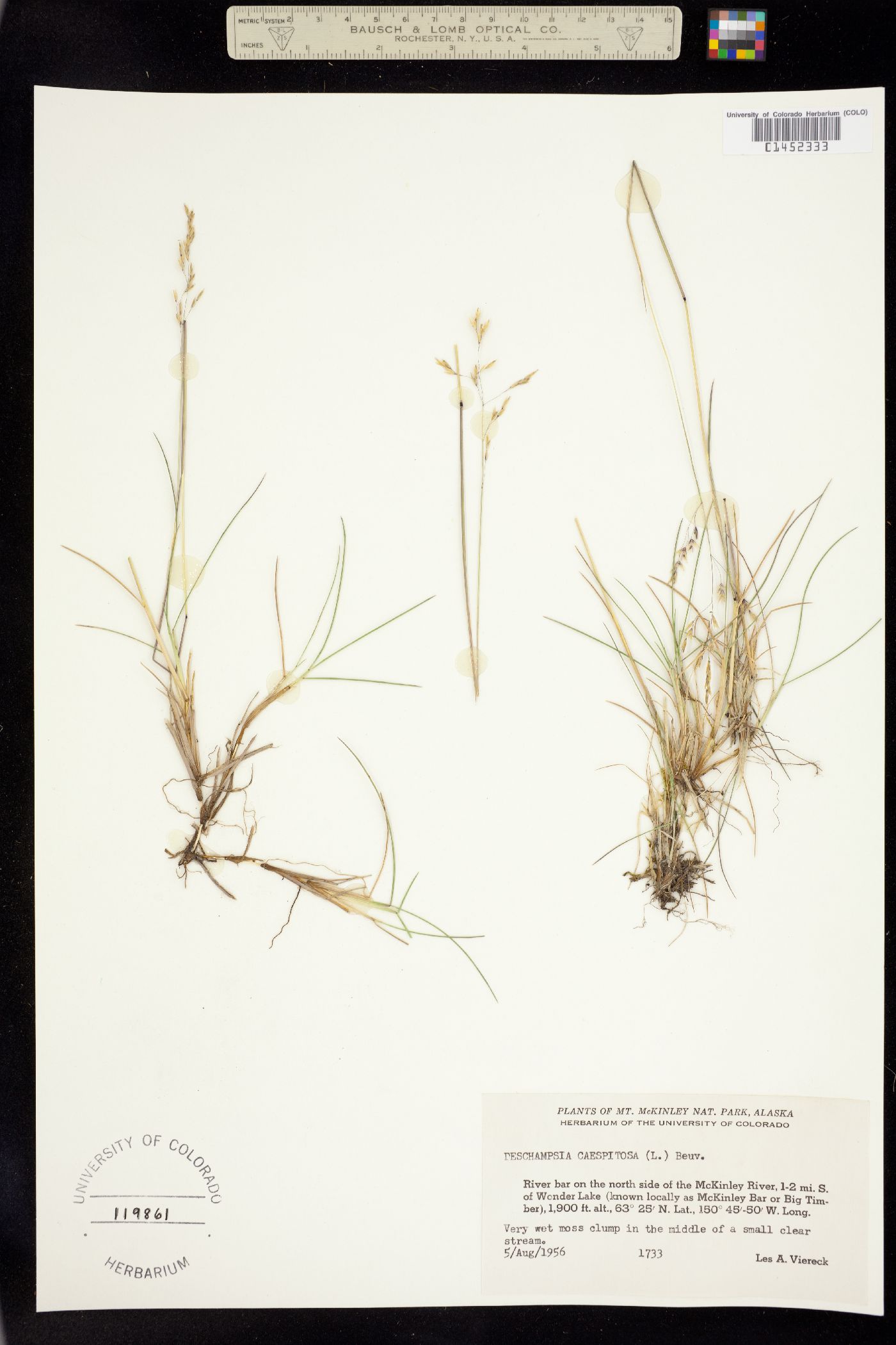 Deschampsia image