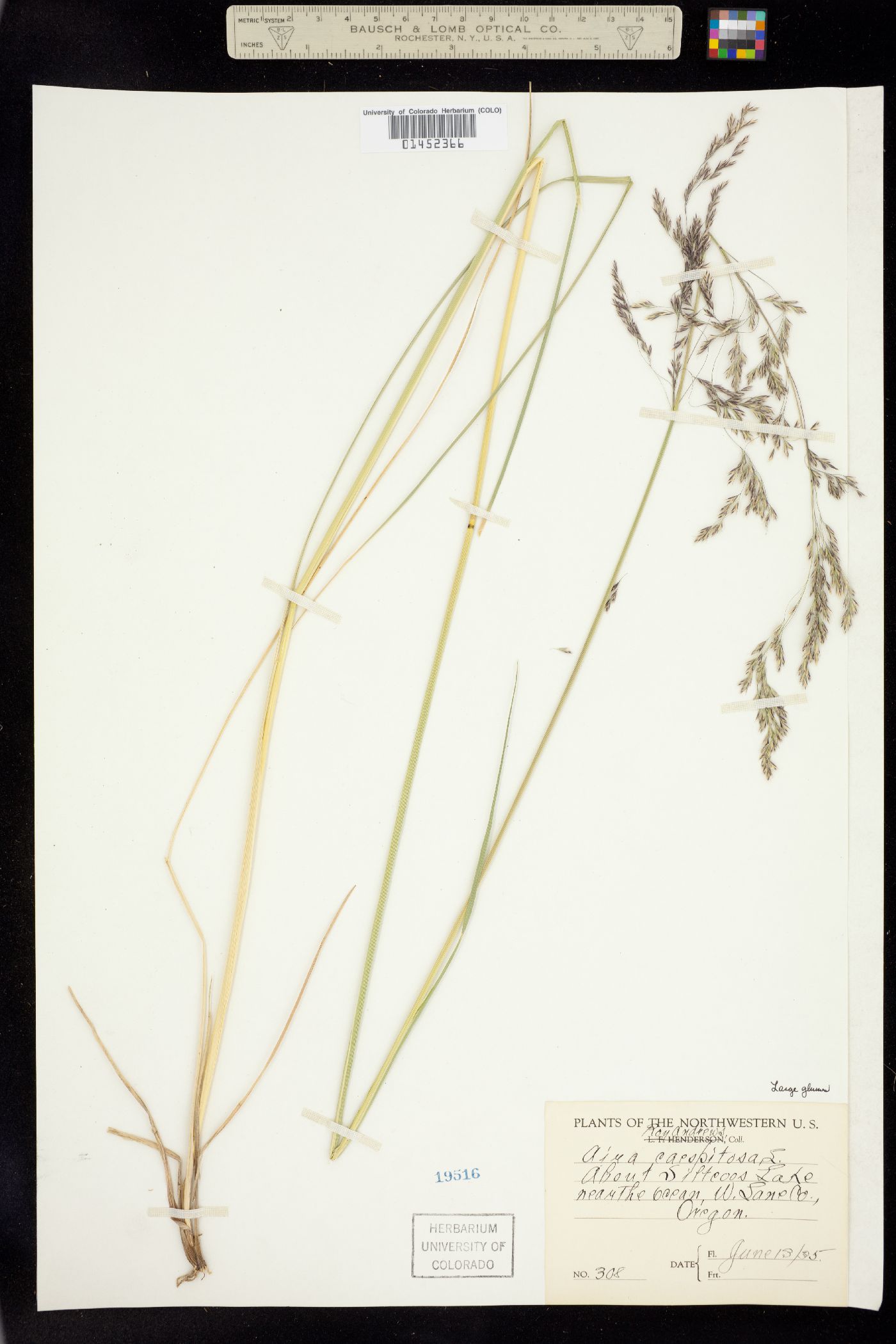 Deschampsia cespitosa image