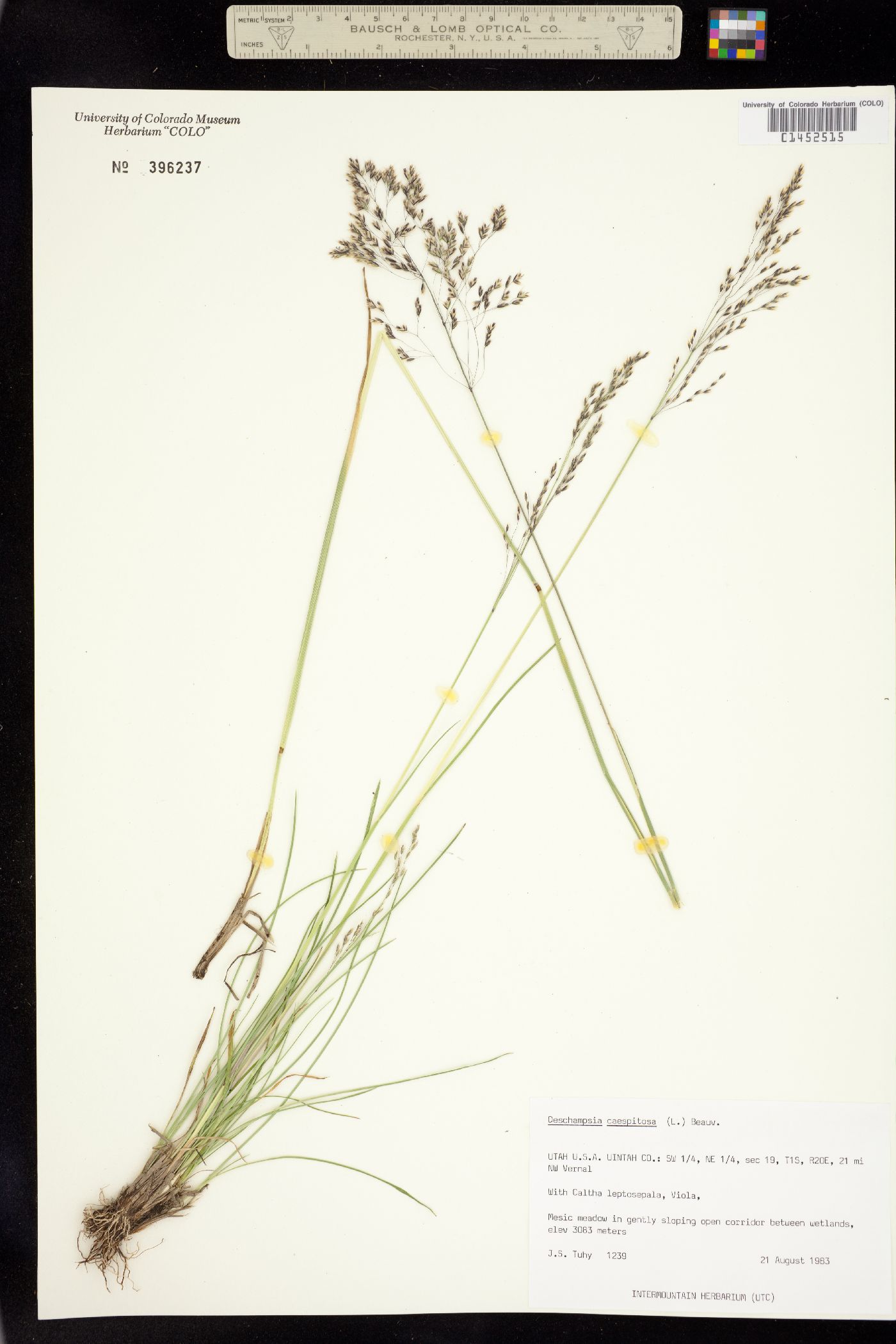 Deschampsia cespitosa image