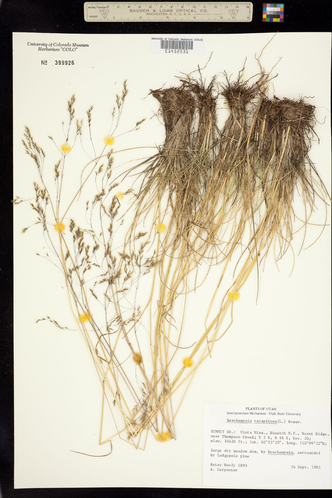 Deschampsia cespitosa image