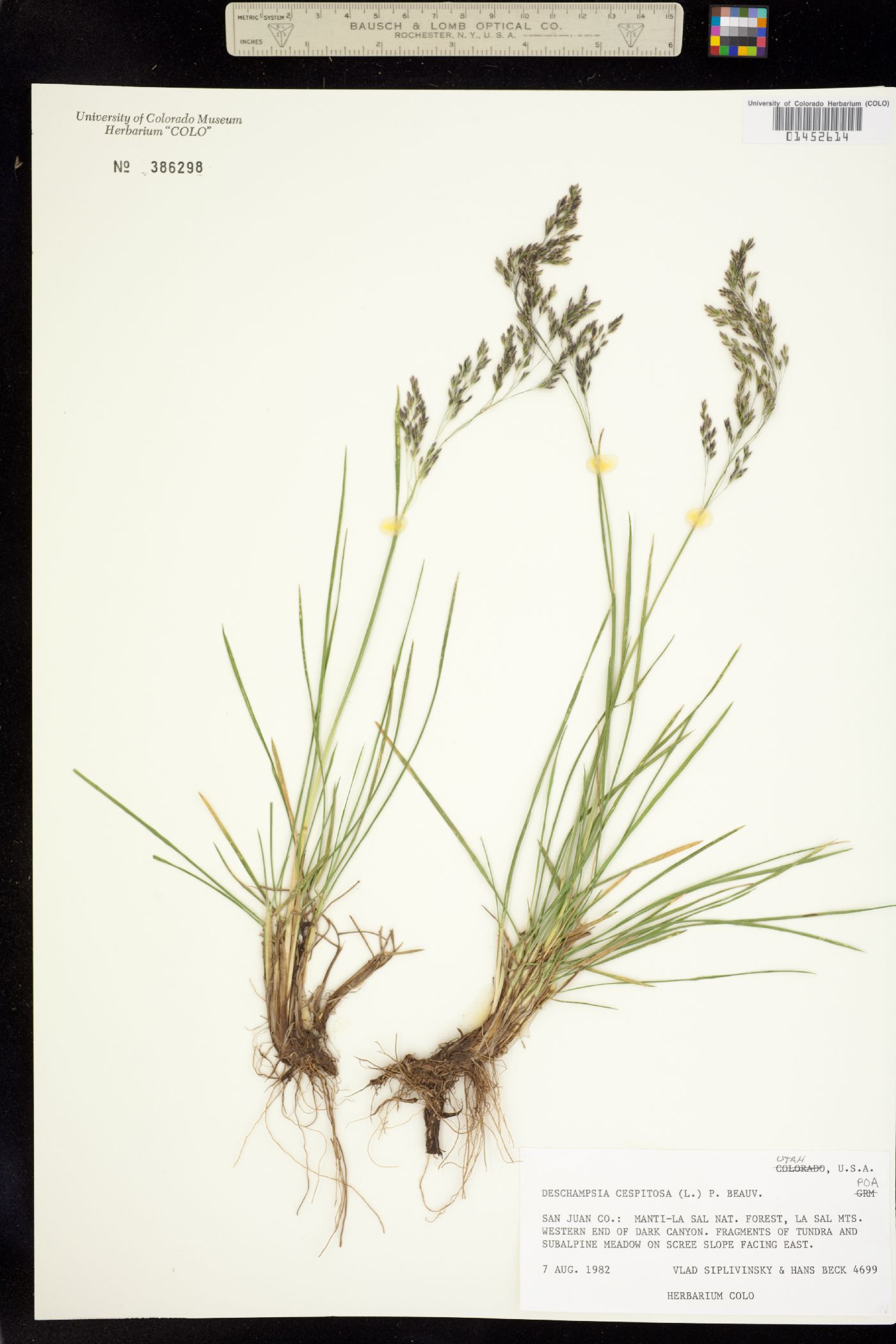 Deschampsia image