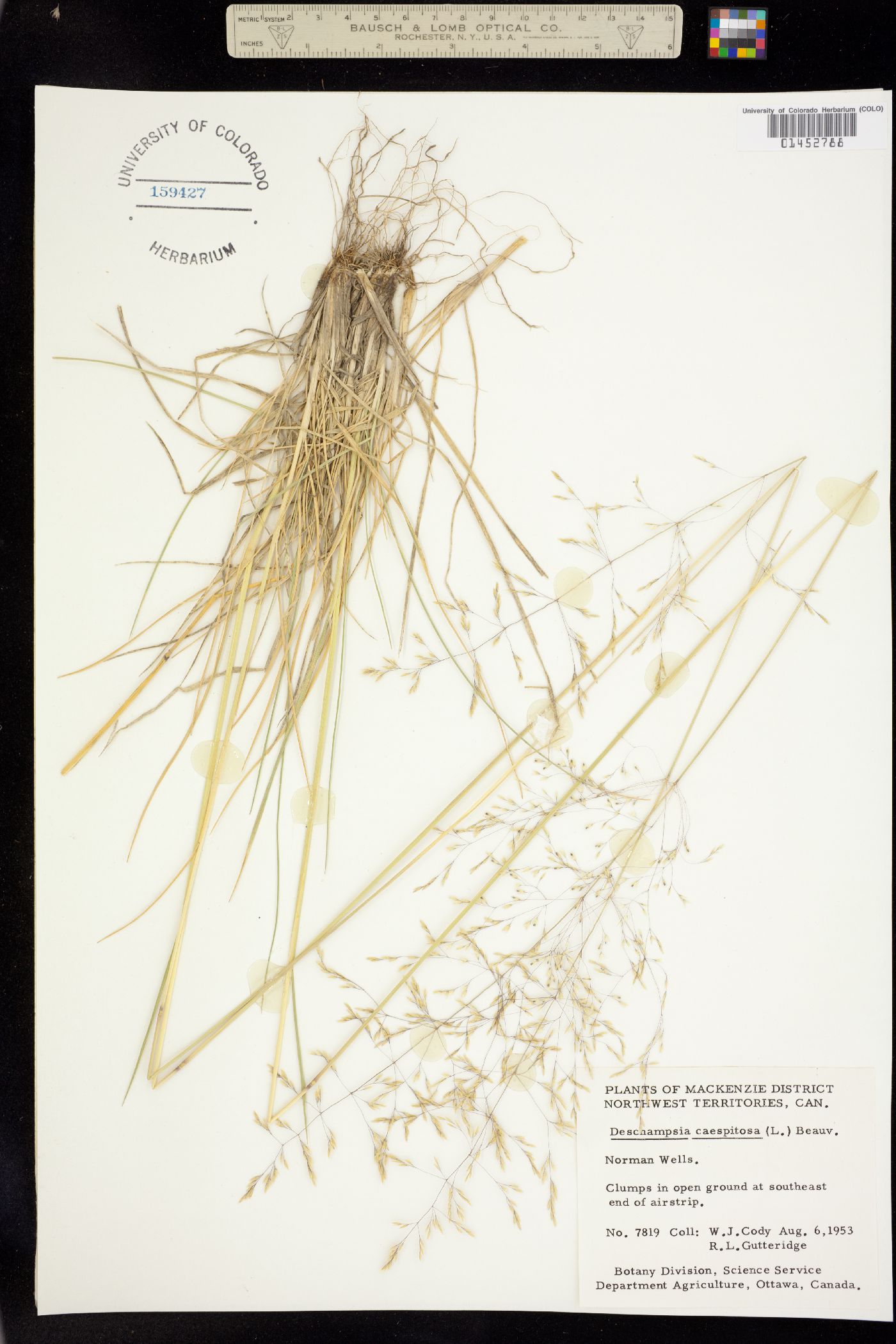 Deschampsia cespitosa image