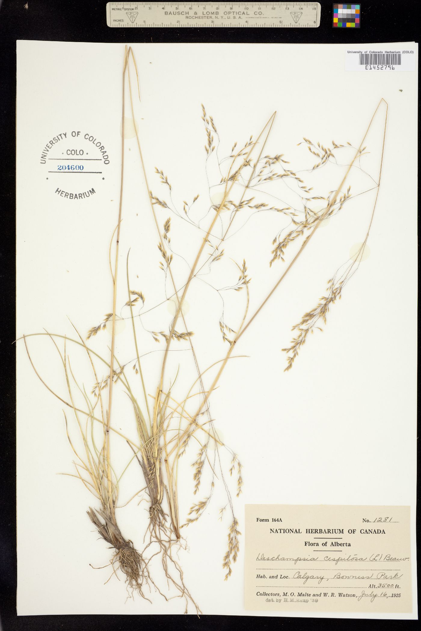 Deschampsia cespitosa image