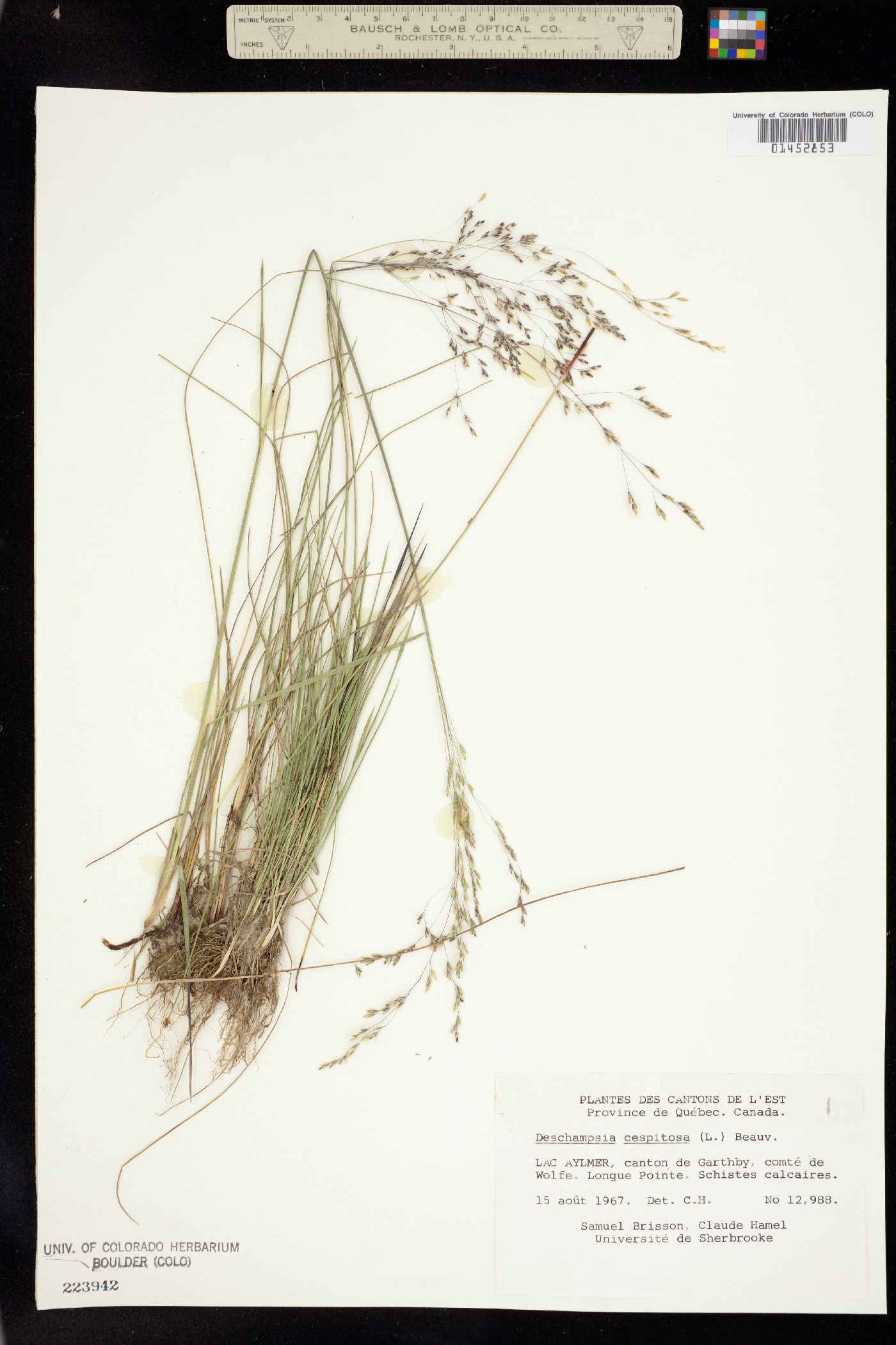 Deschampsia image