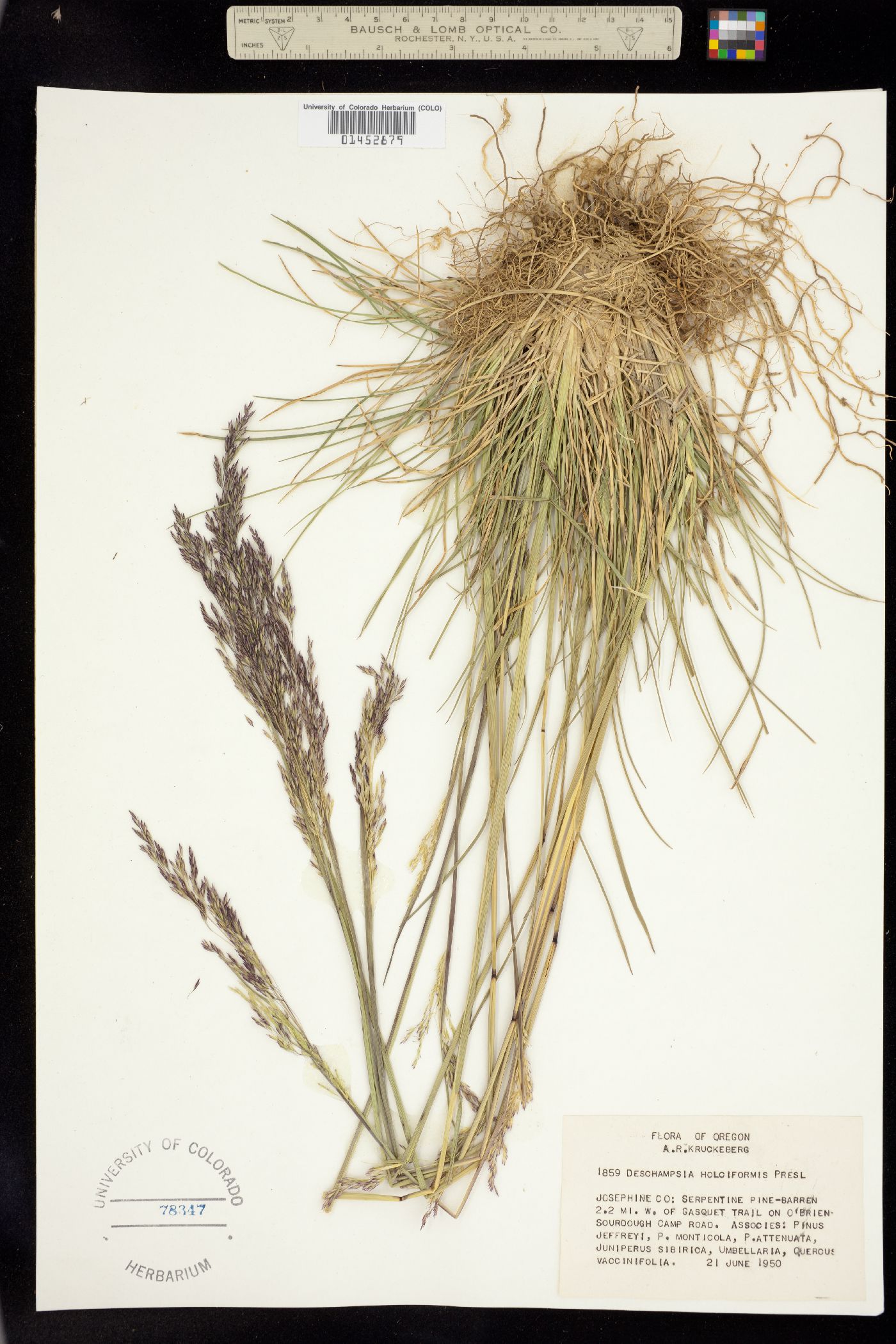 Deschampsia cespitosa image