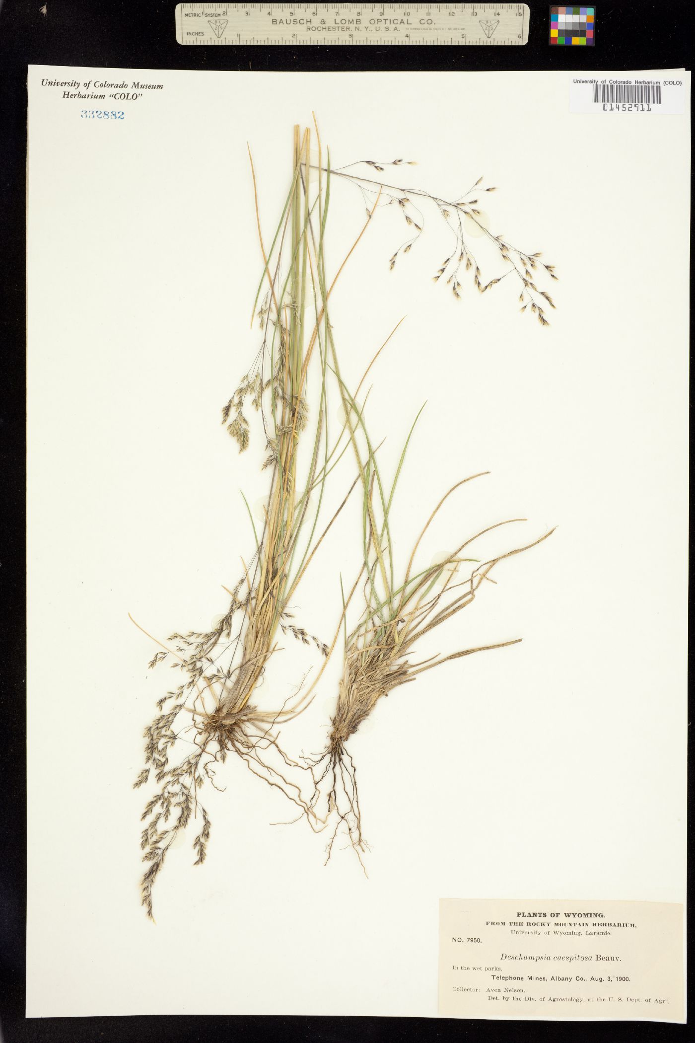 Deschampsia cespitosa image