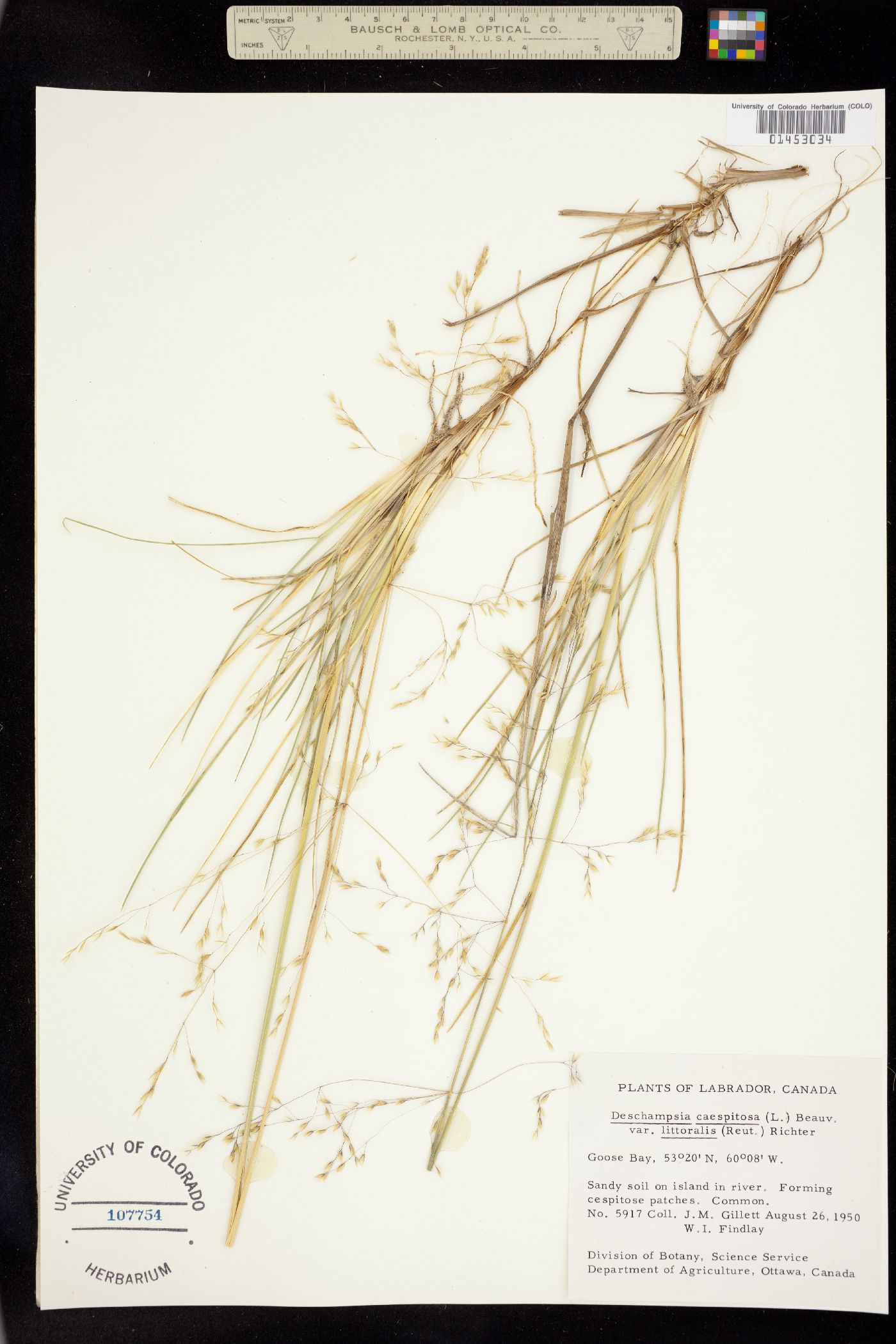 Deschampsia image