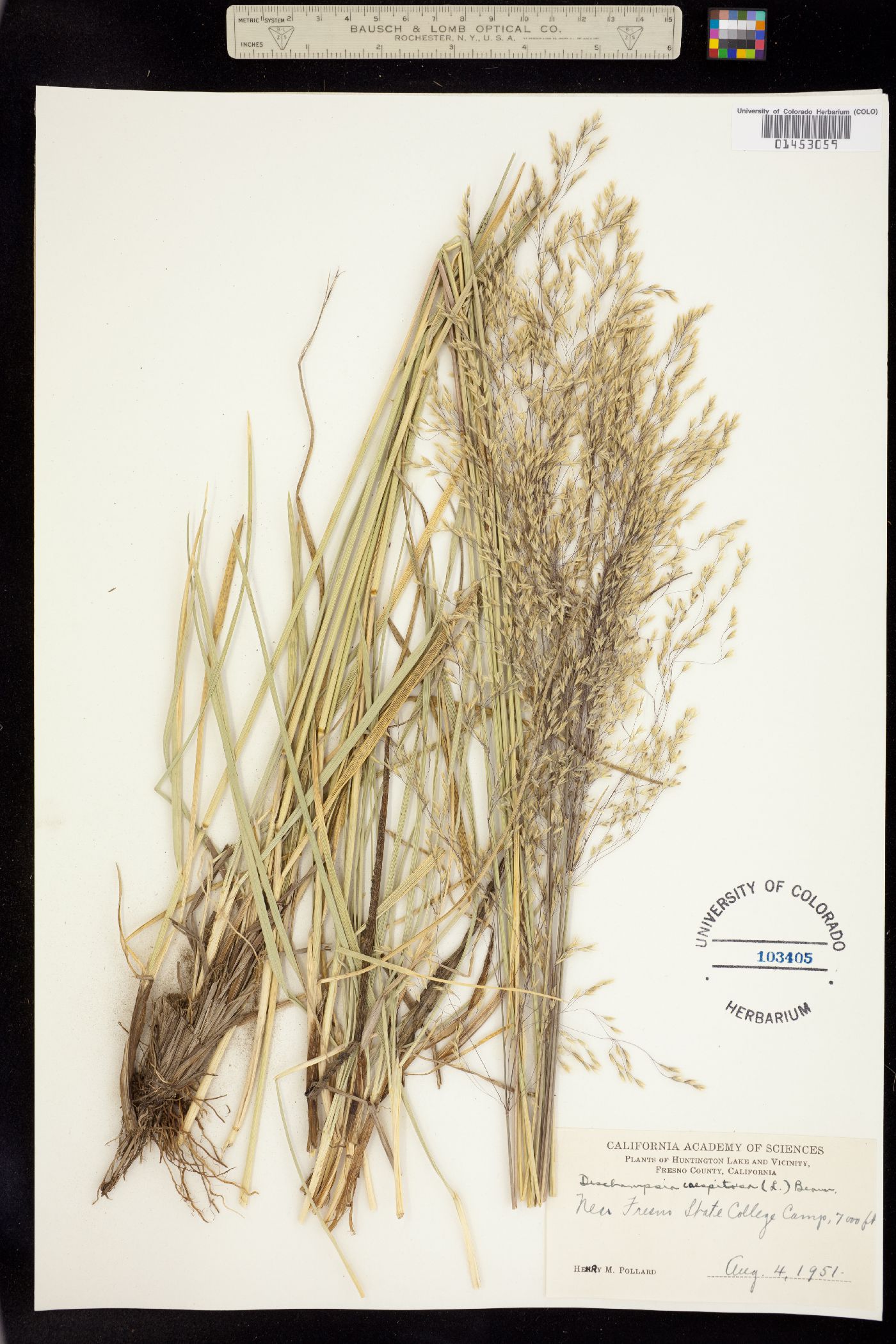 Deschampsia cespitosa image