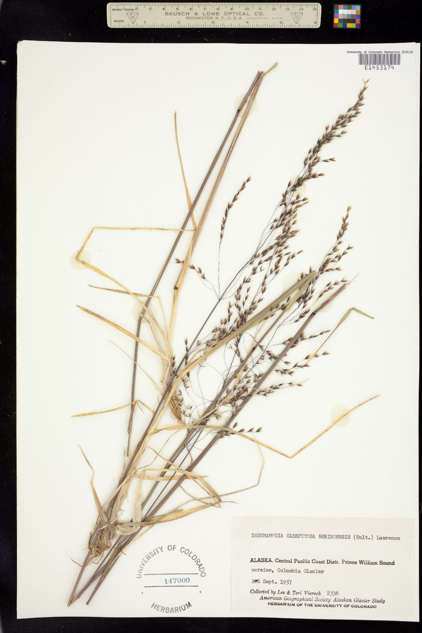 Deschampsia image