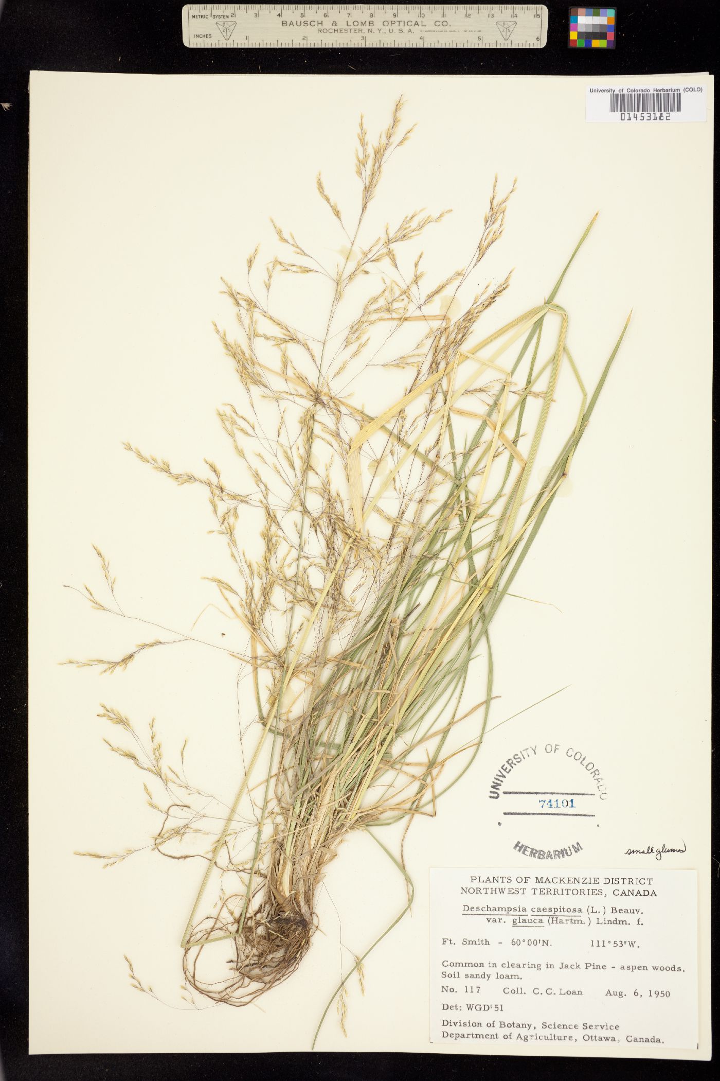 Deschampsia cespitosa image