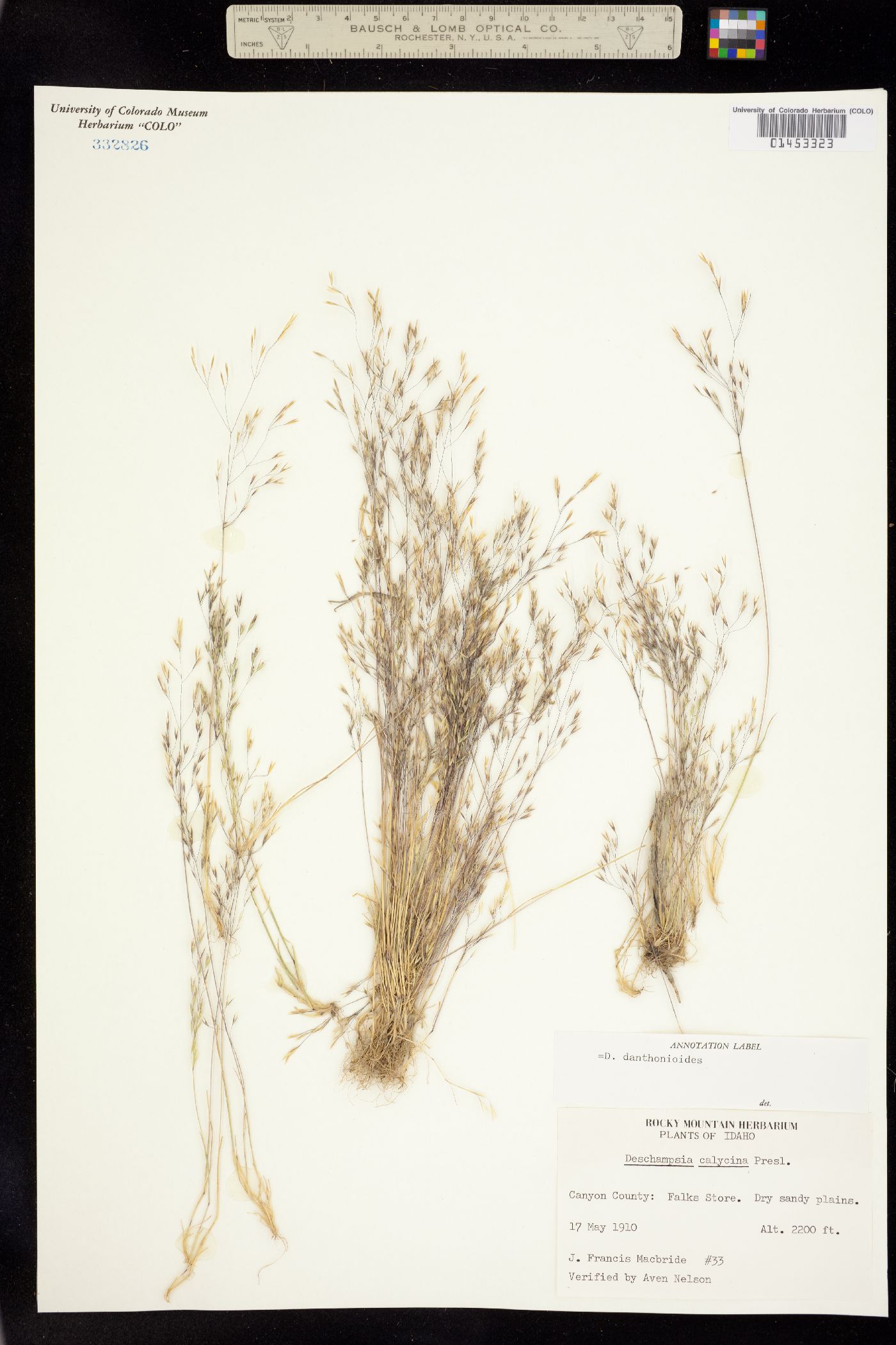 Deschampsia danthonioides image