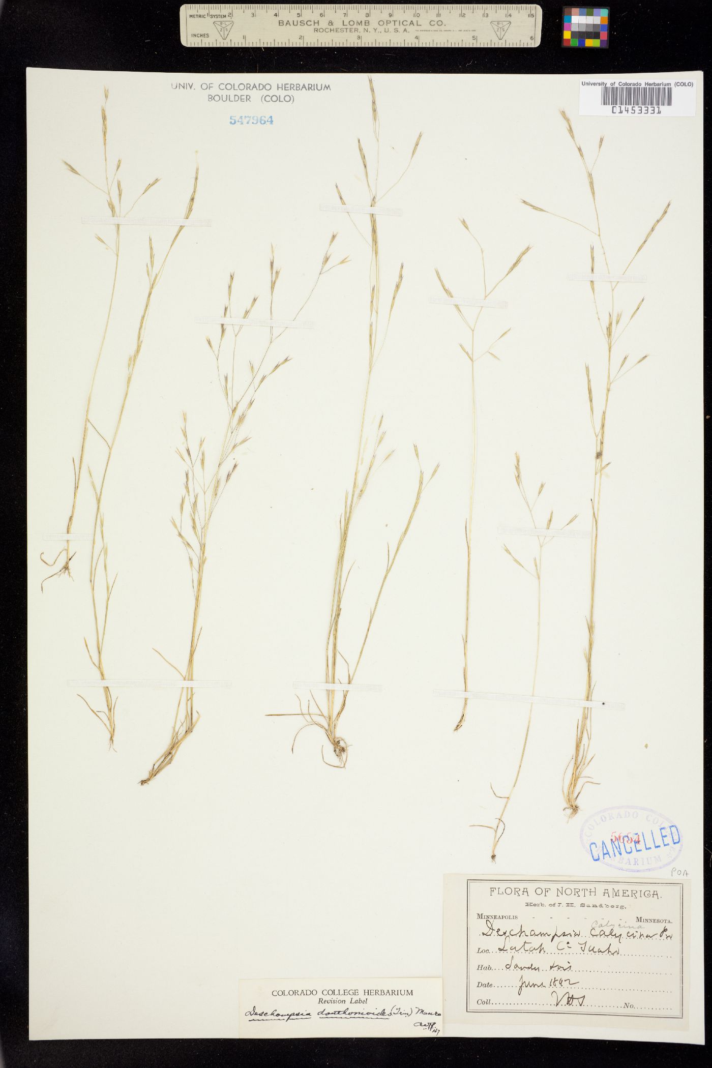 Deschampsia danthonioides image