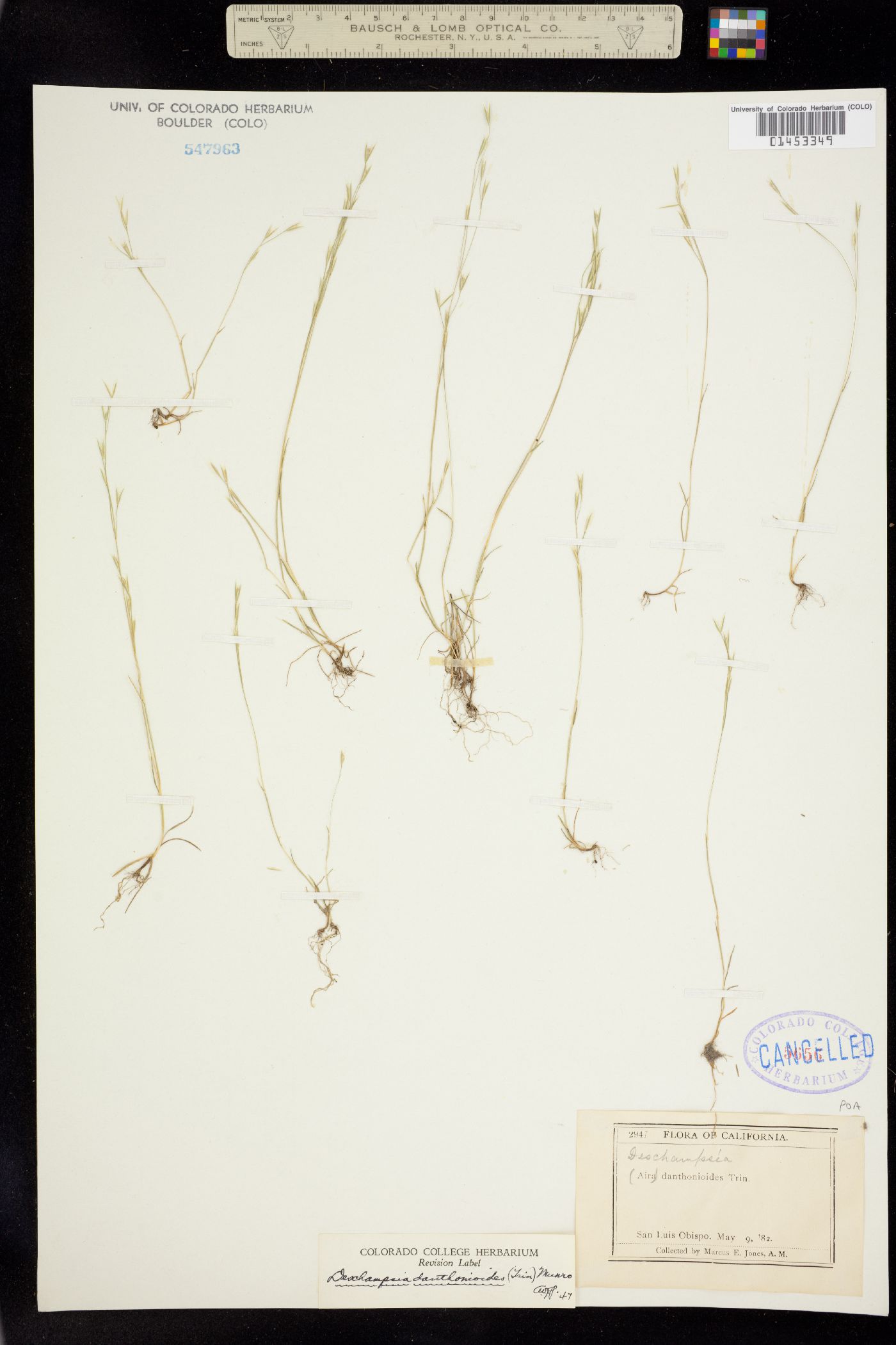 Deschampsia danthonioides image