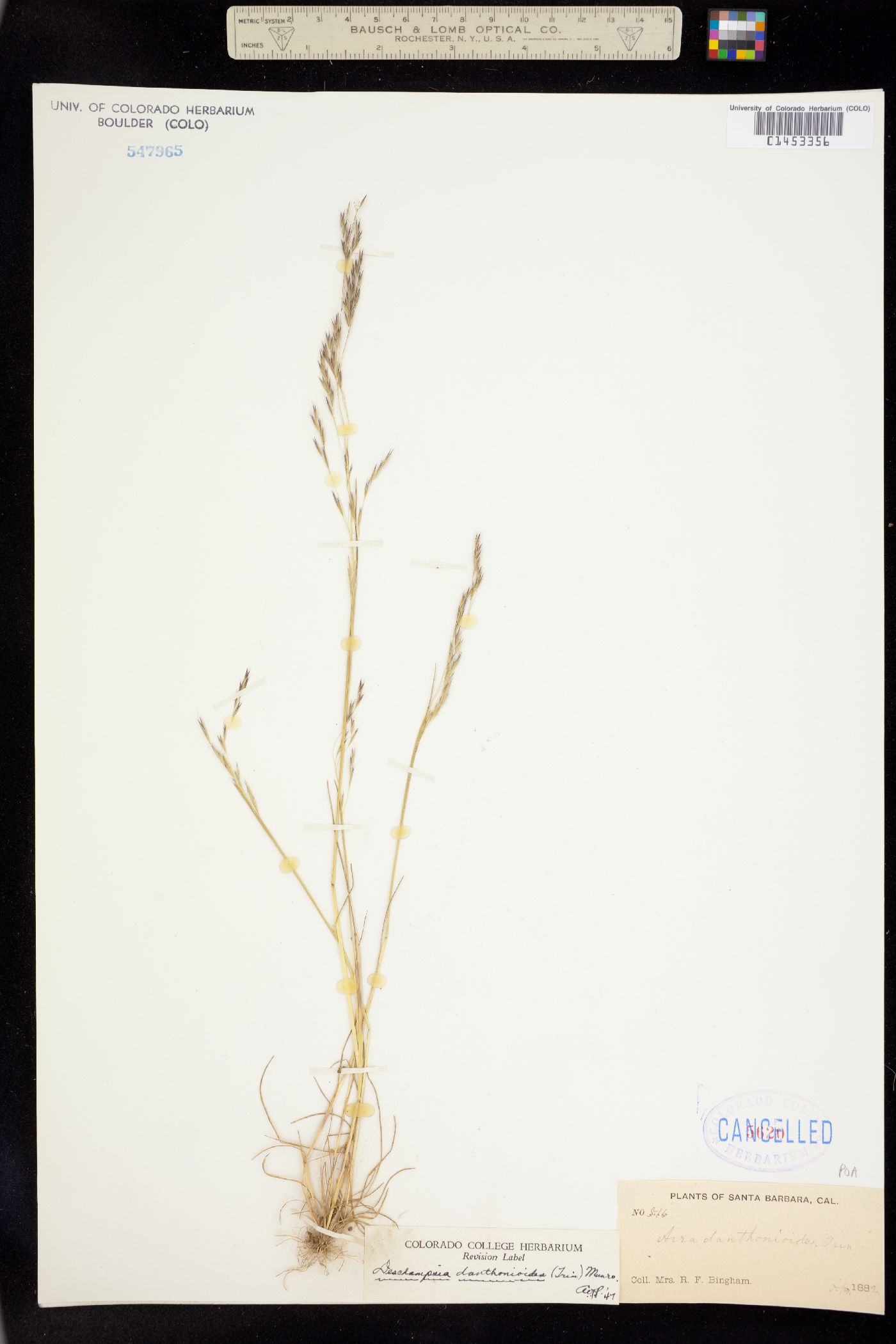 Deschampsia danthonioides image