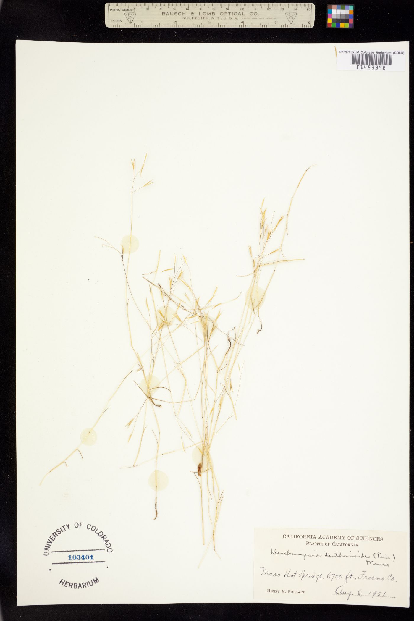 Deschampsia image