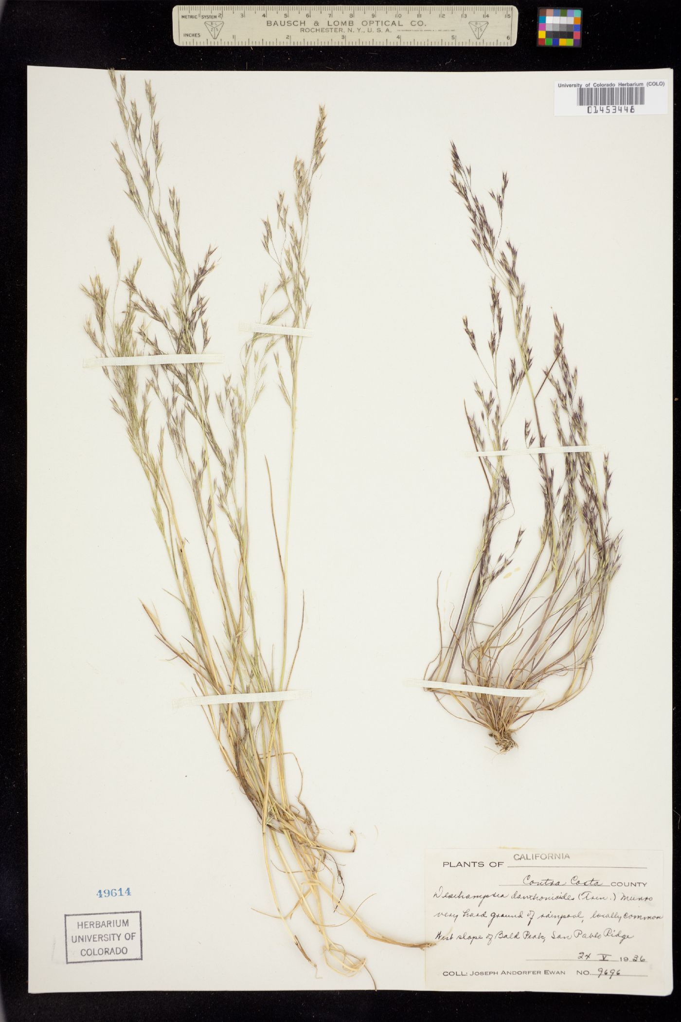 Deschampsia danthonioides image