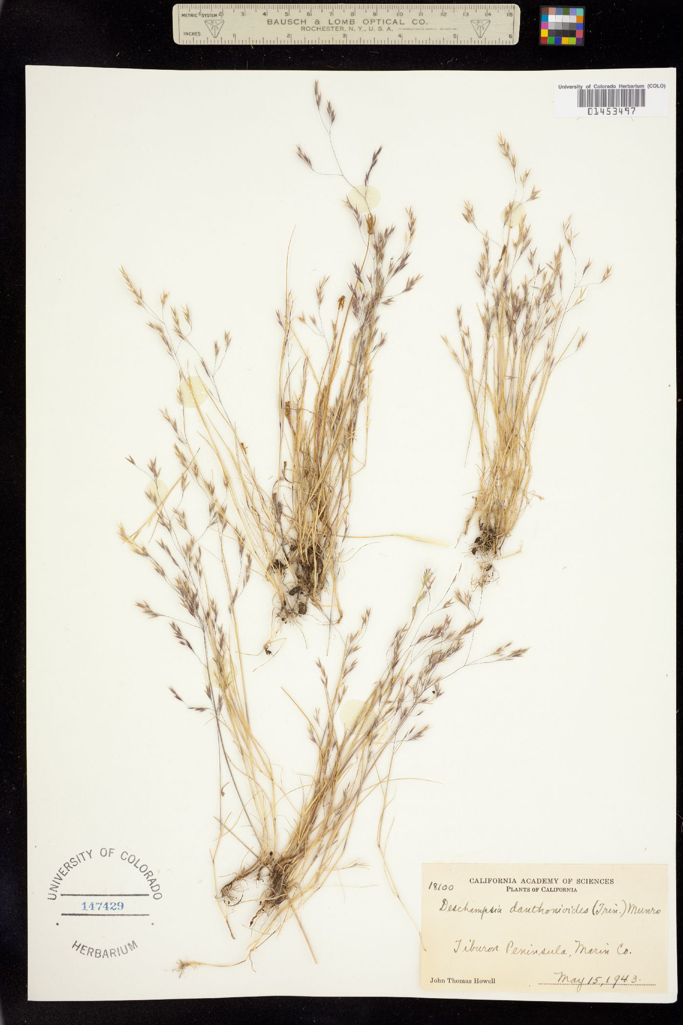 Deschampsia danthonioides image