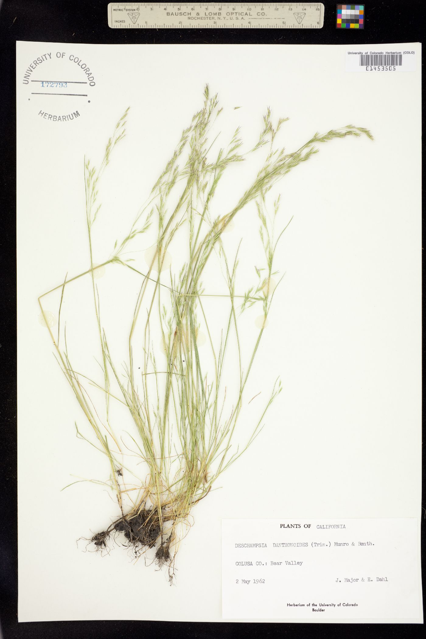 Deschampsia danthonioides image