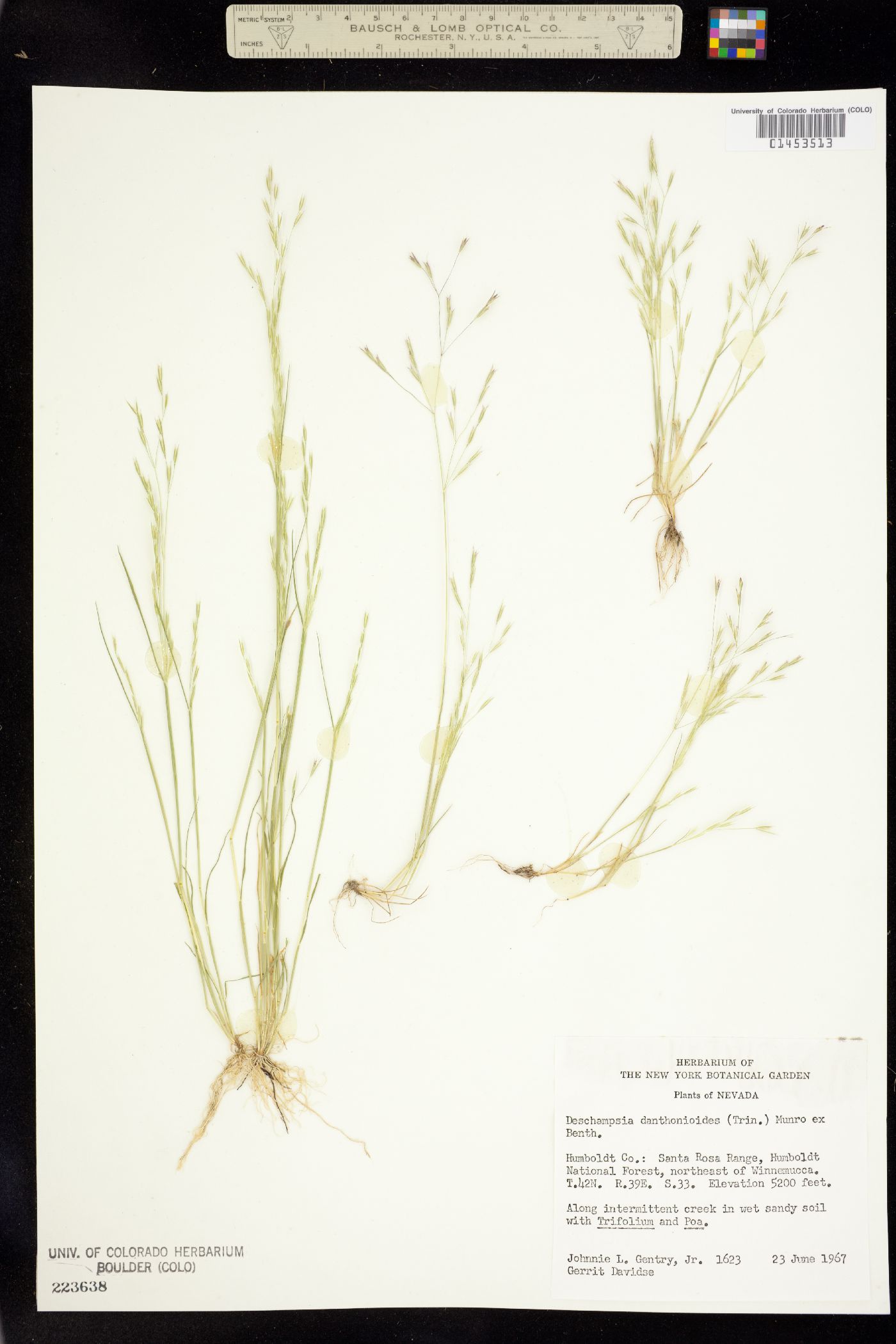 Deschampsia danthonioides image