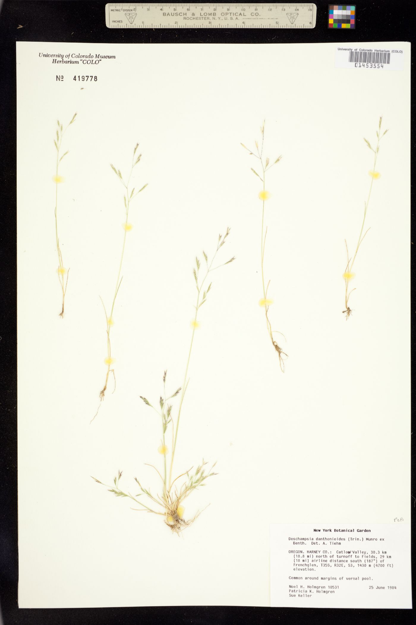 Deschampsia danthonioides image