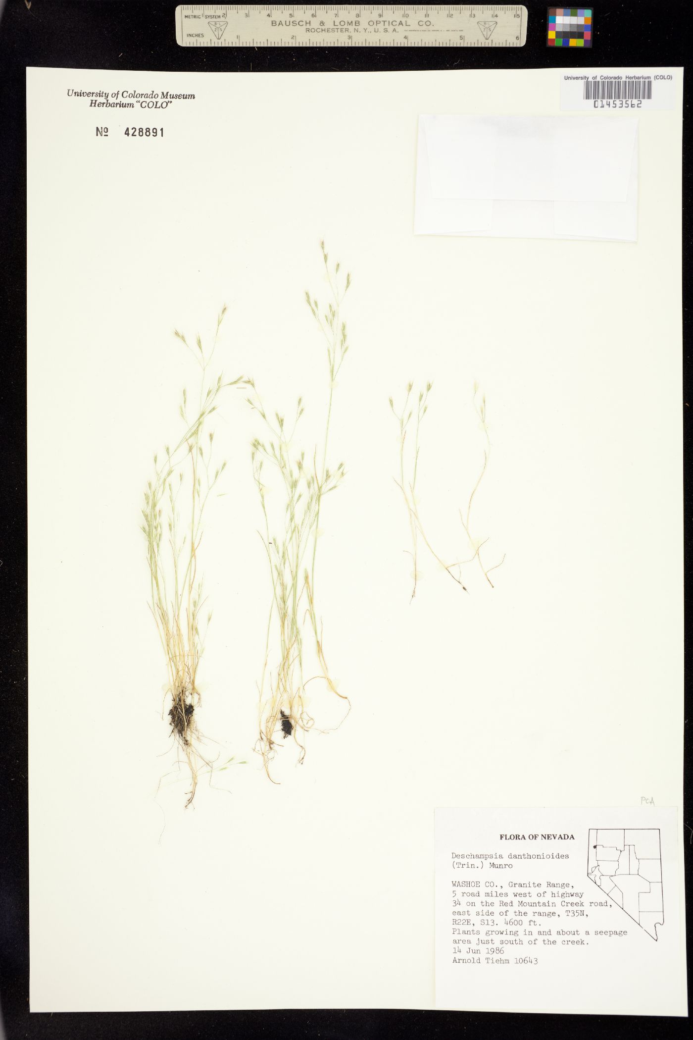 Deschampsia danthonioides image