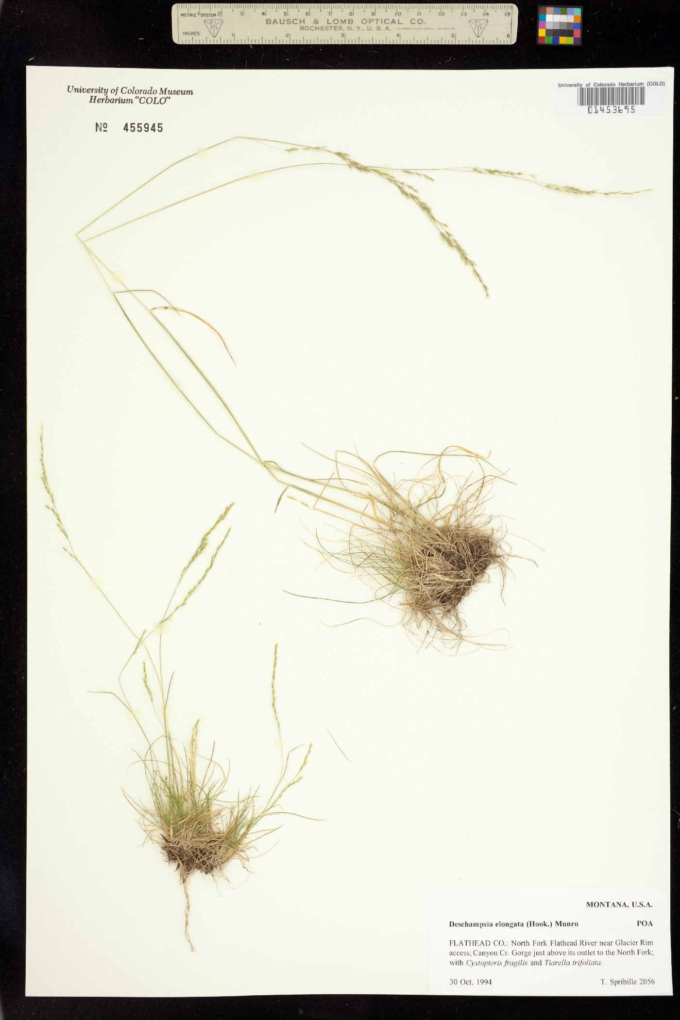 Deschampsia elongata image