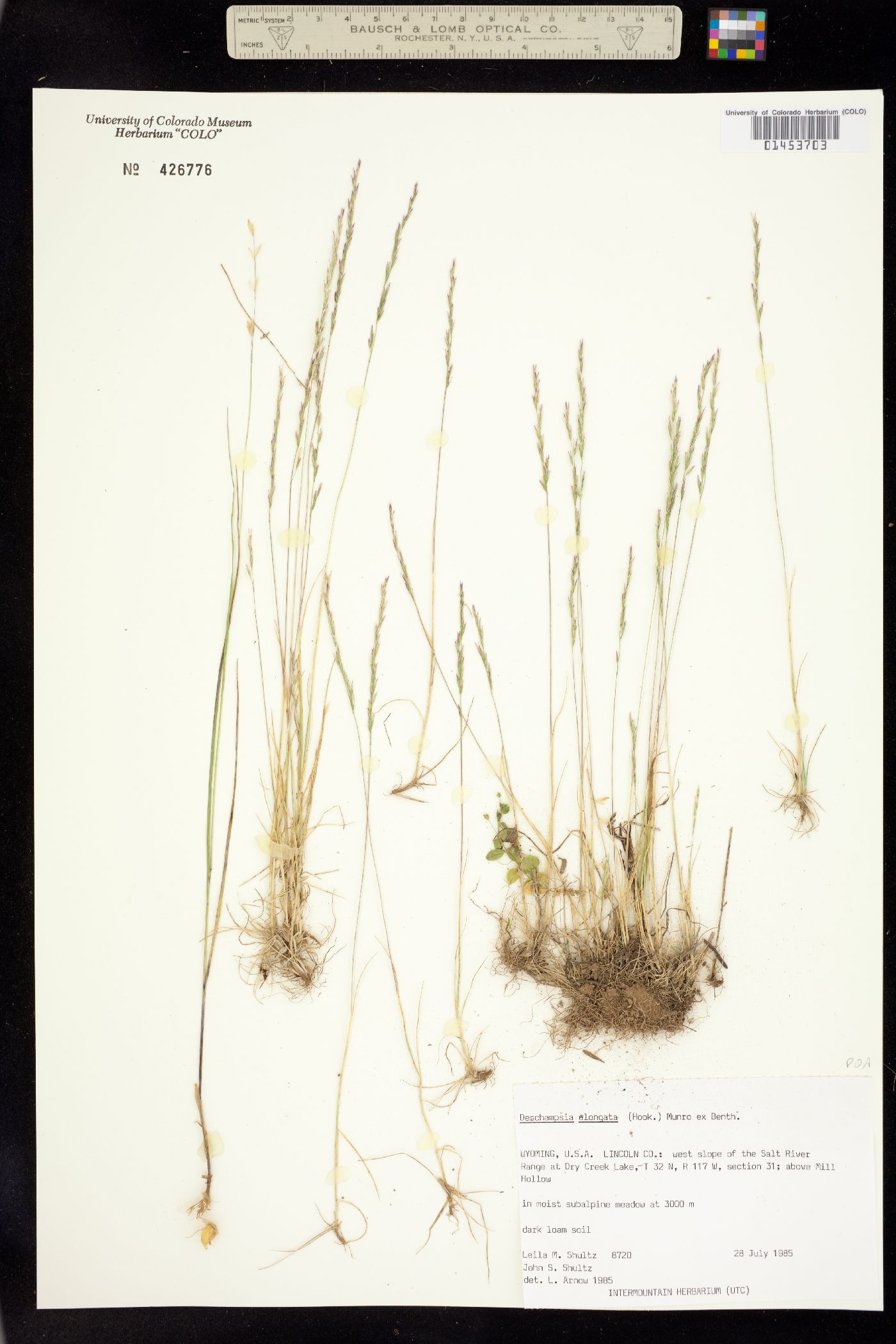 Deschampsia elongata image