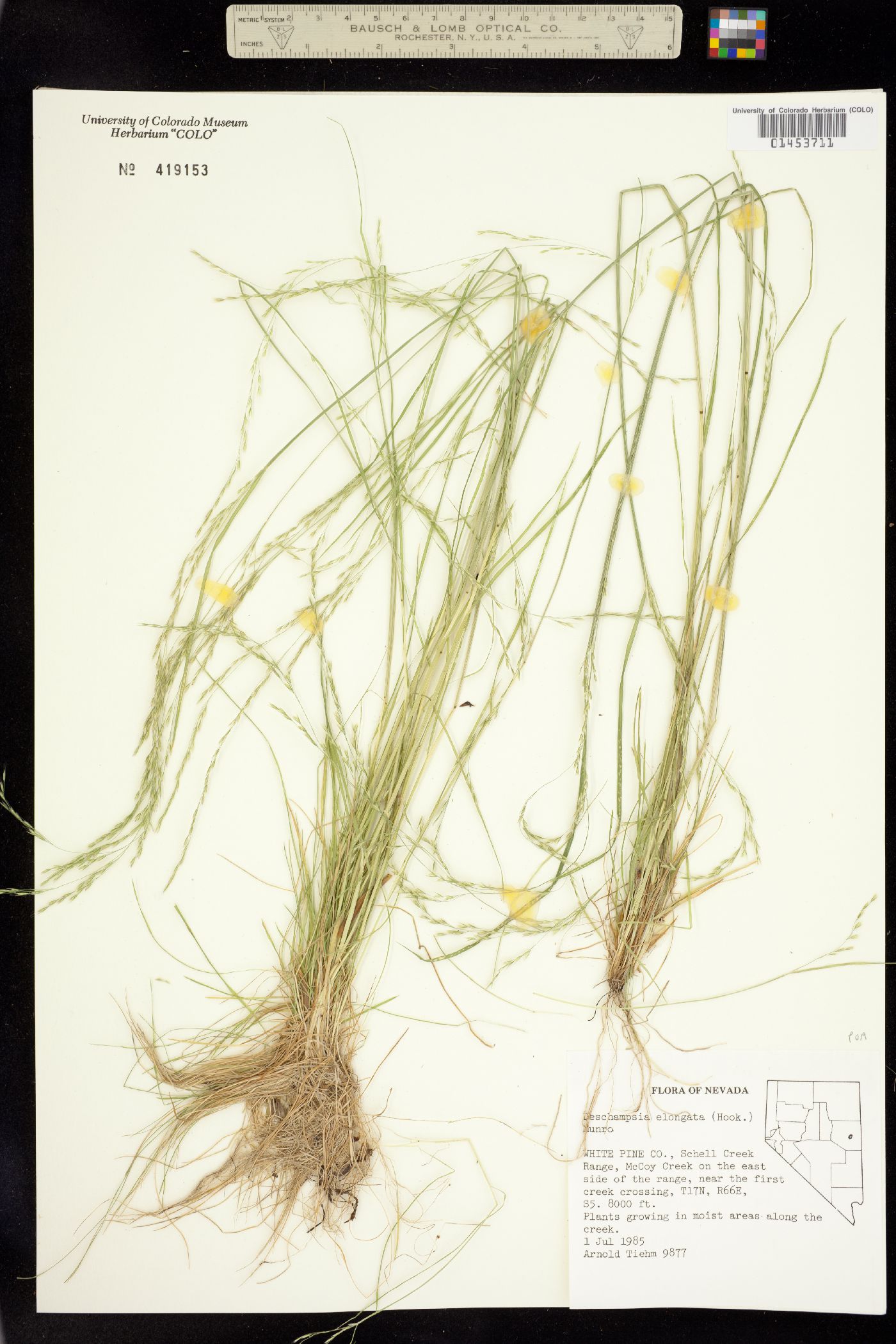 Deschampsia elongata image