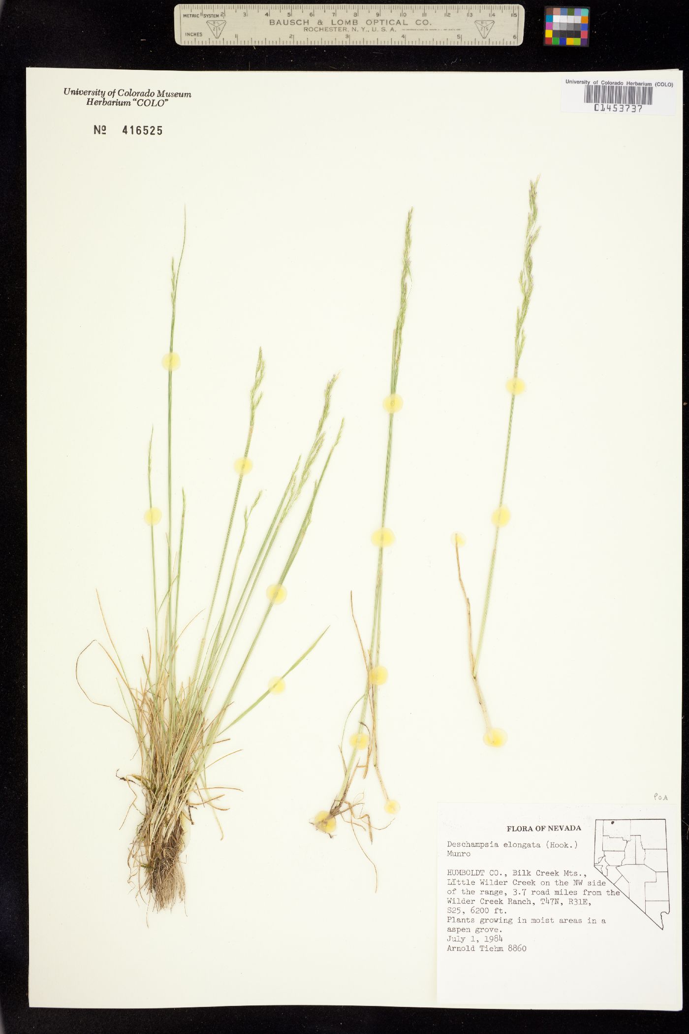 Deschampsia elongata image