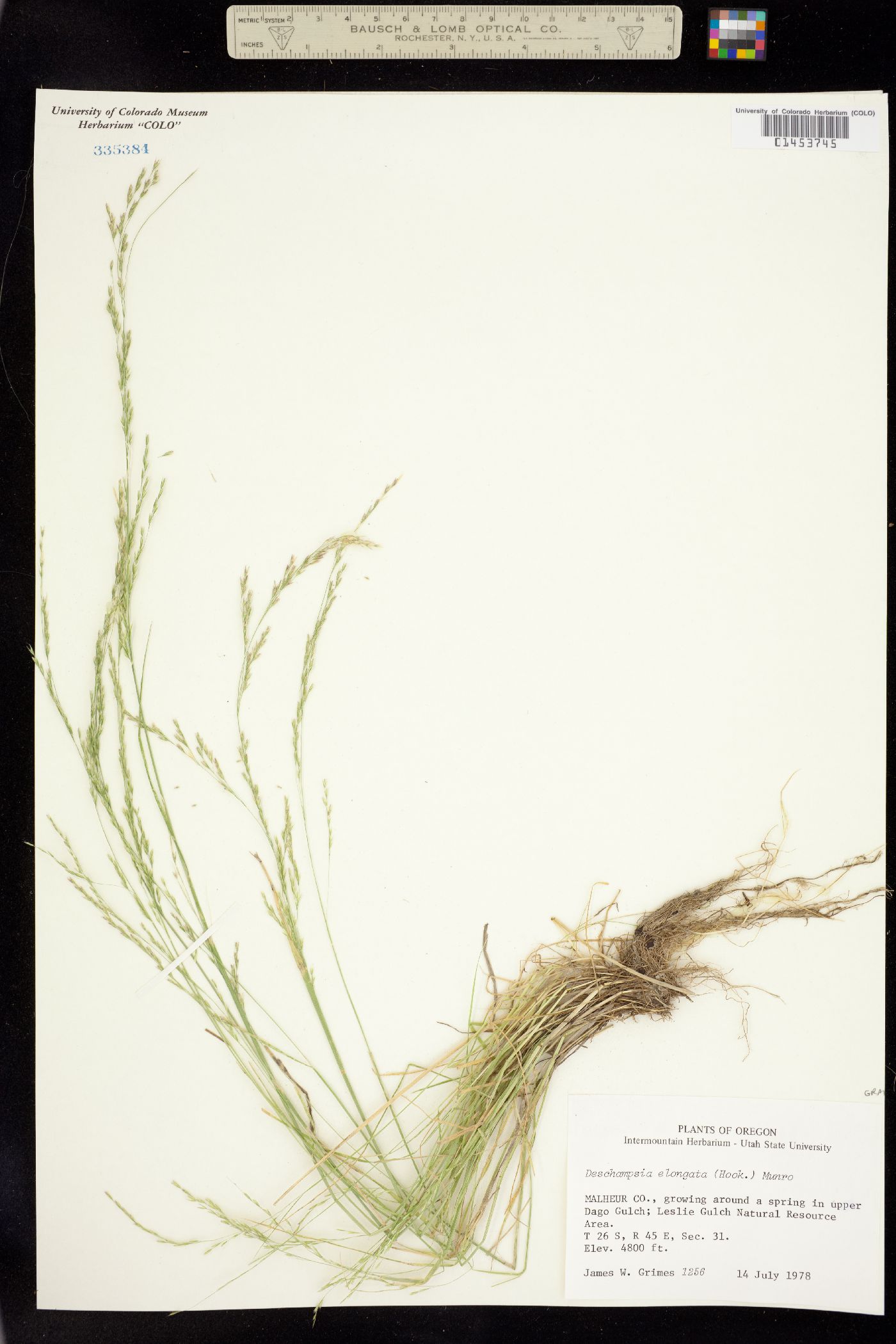 Deschampsia elongata image