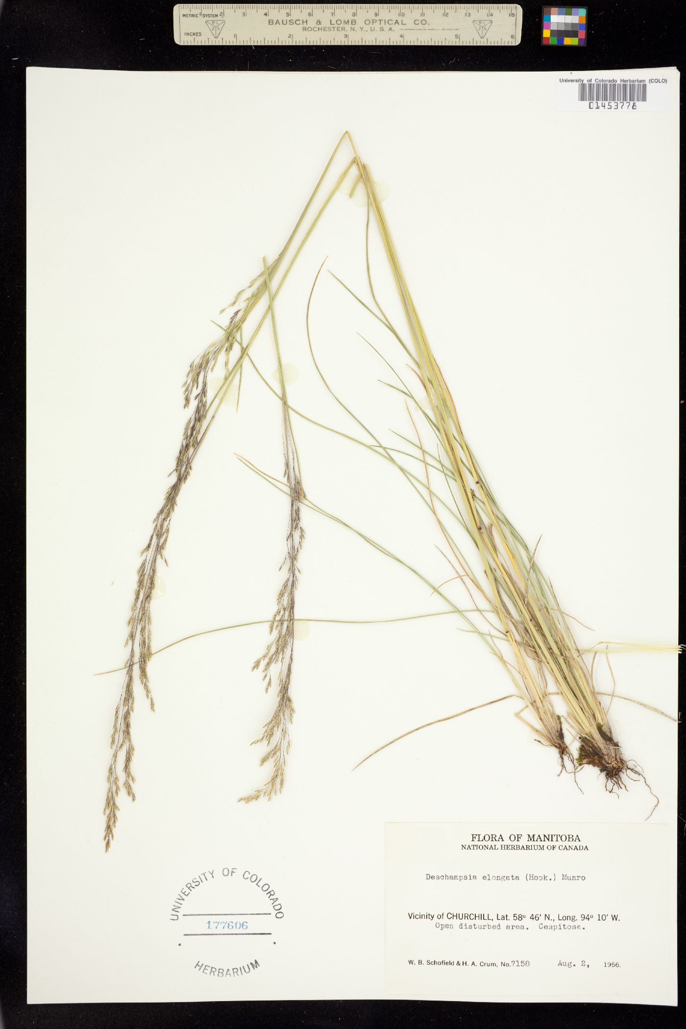 Deschampsia image