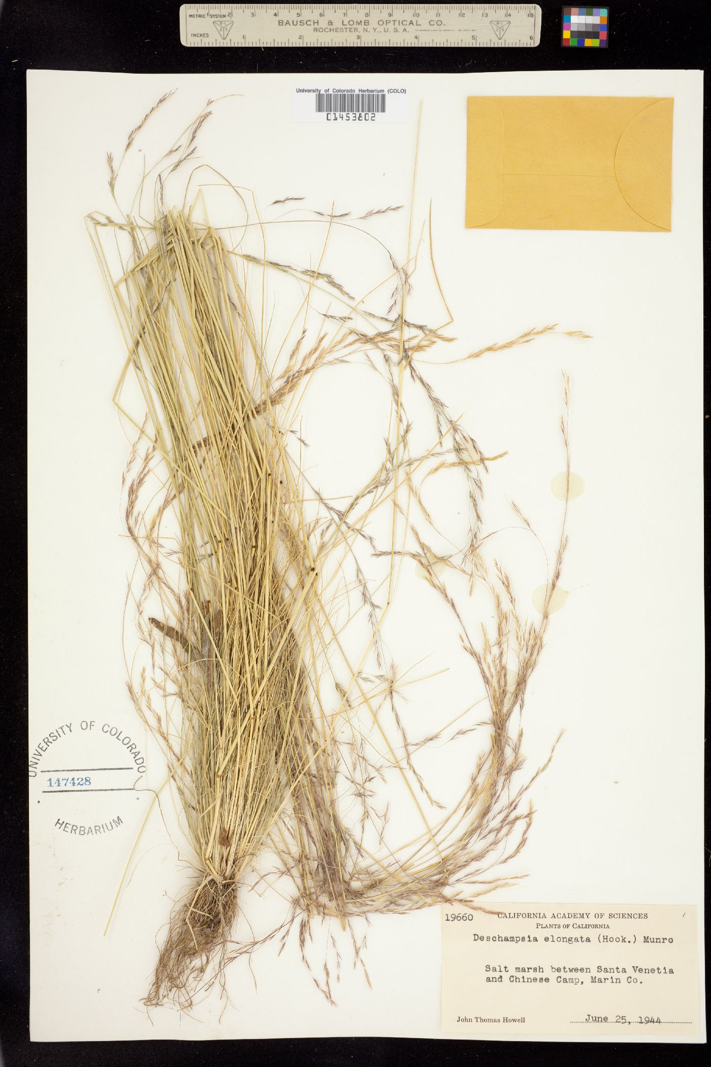 Deschampsia elongata image