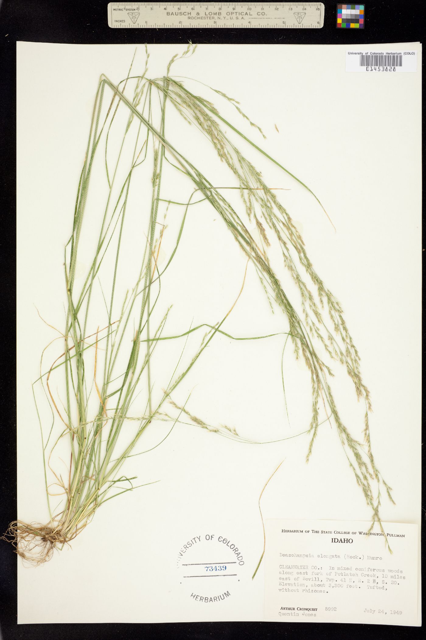 Deschampsia elongata image