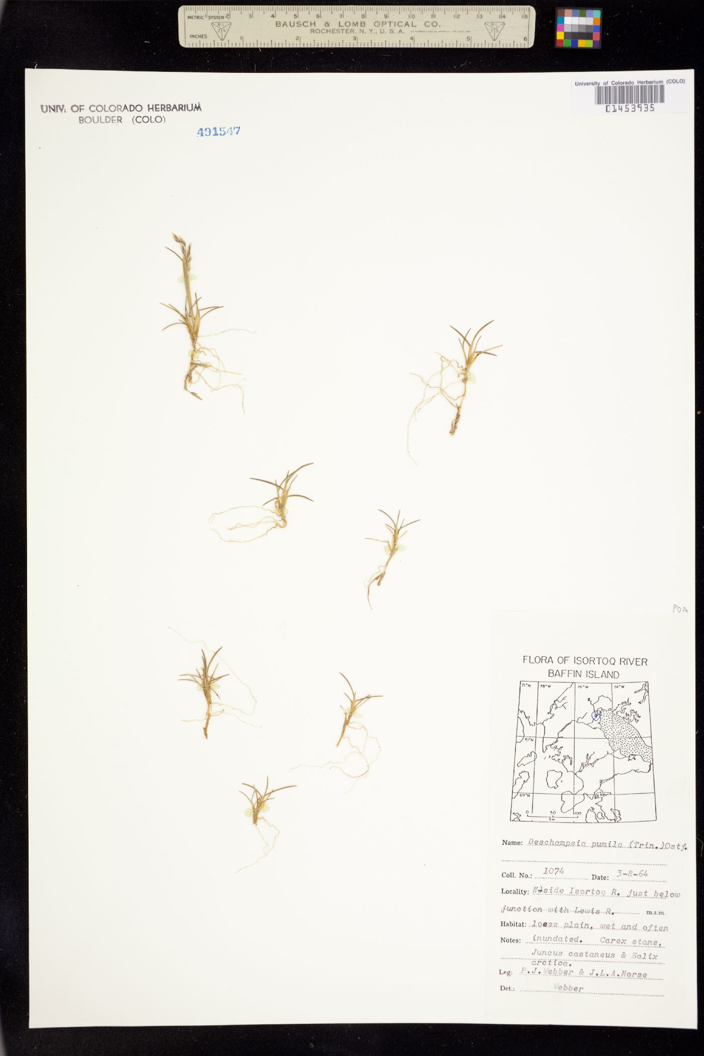 Deschampsia cespitosa image