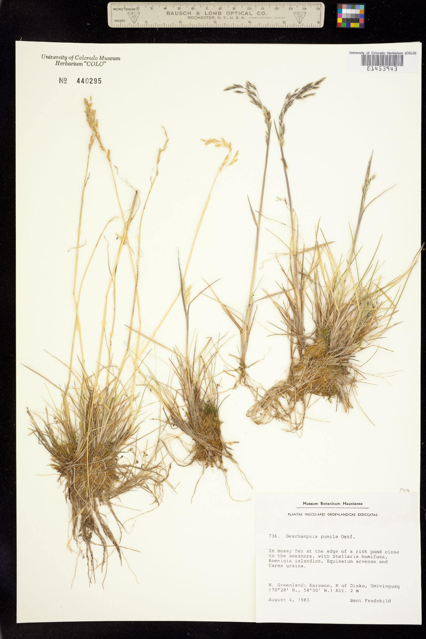 Deschampsia cespitosa image