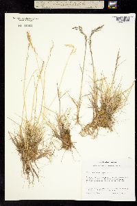 Deschampsia cespitosa ssp. orientalis image