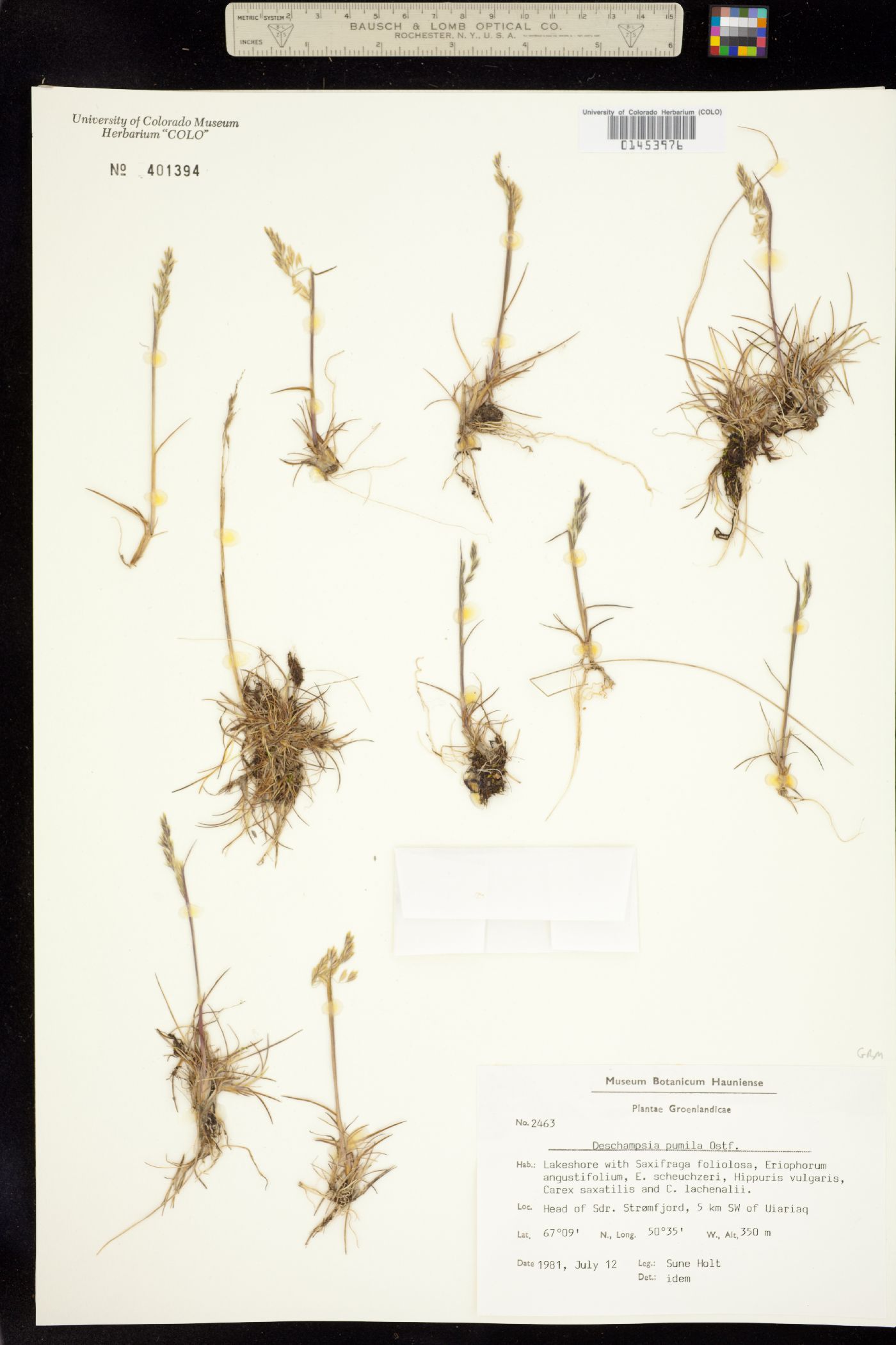 Deschampsia cespitosa image