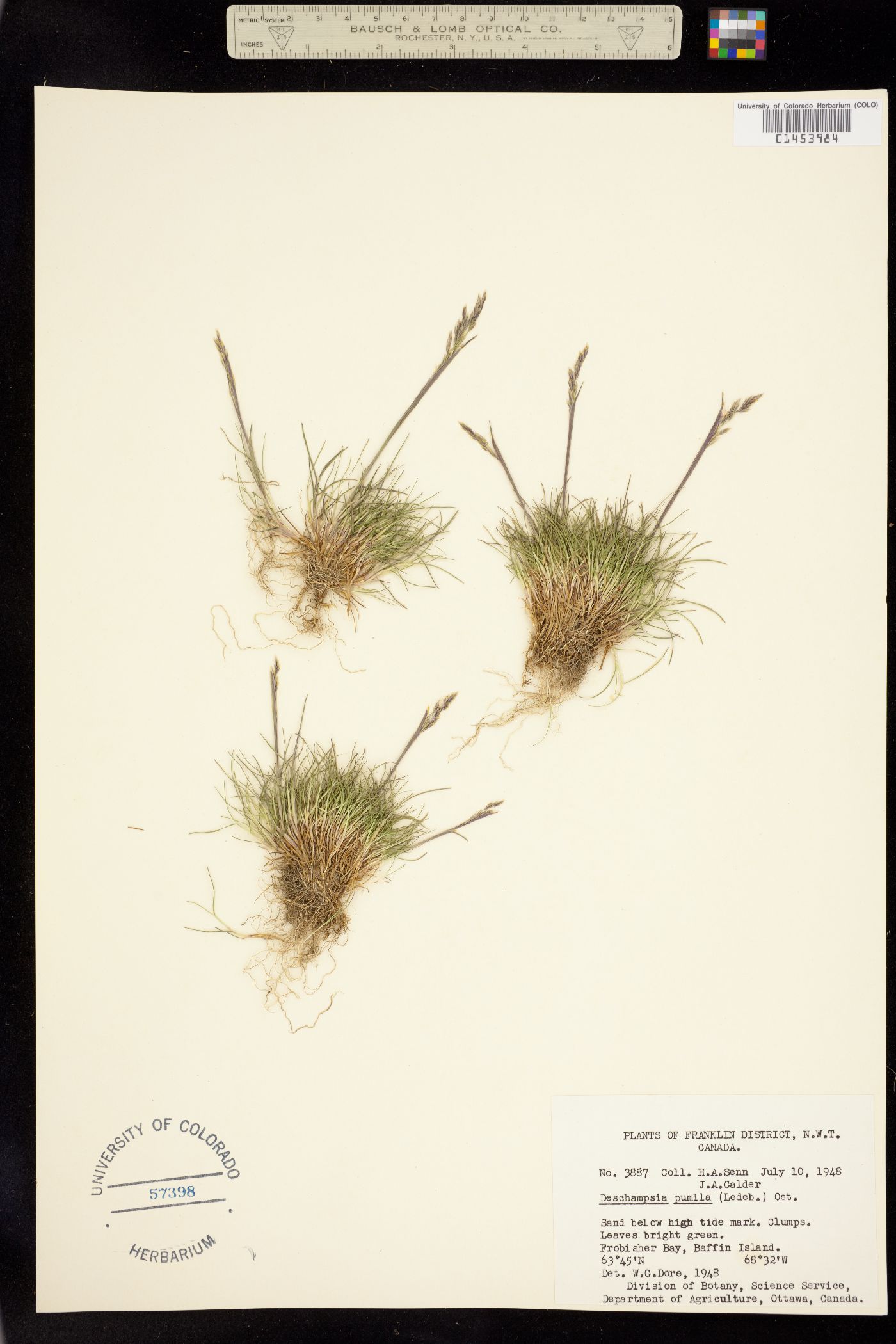 Deschampsia cespitosa ssp. orientalis image