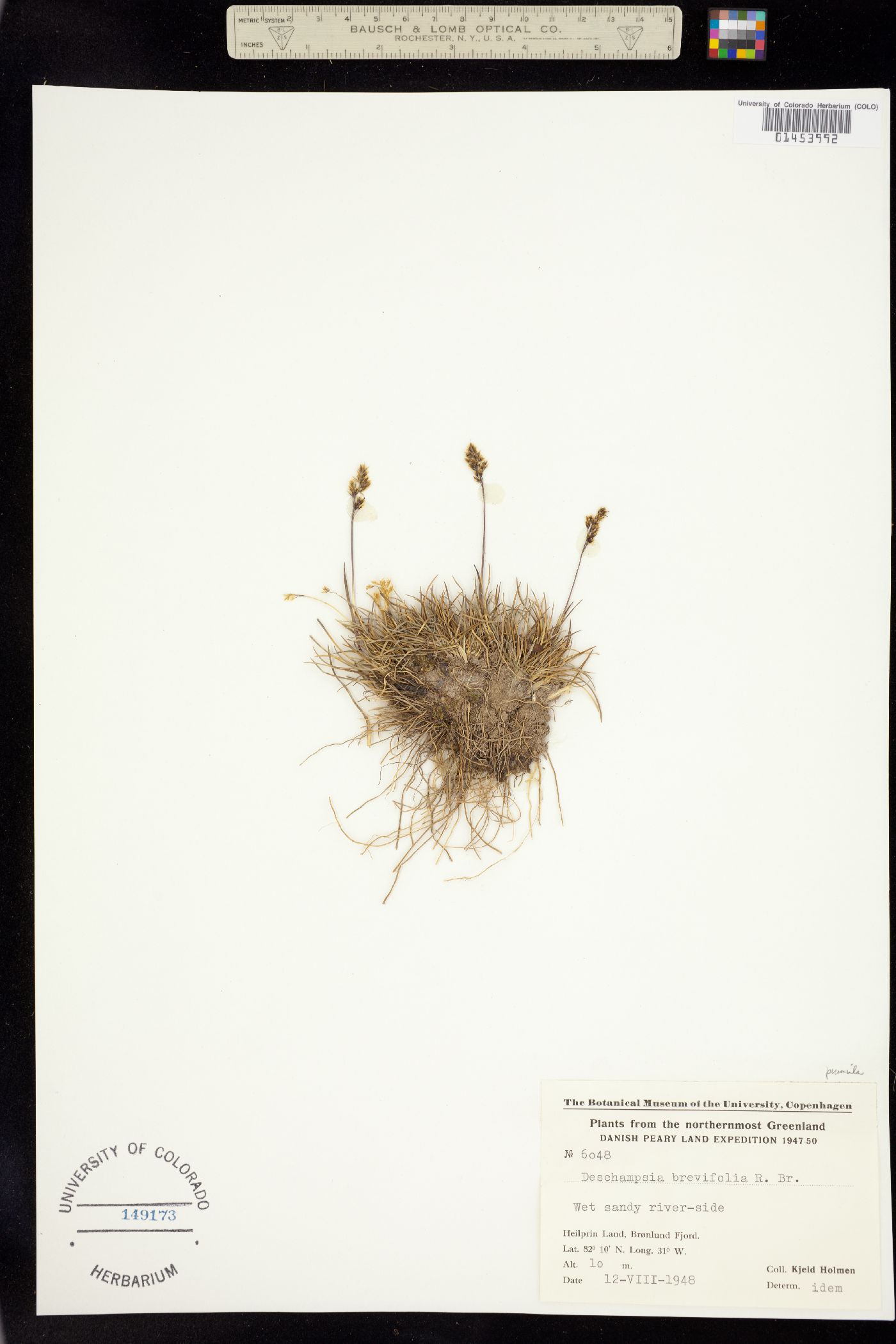 Deschampsia cespitosa ssp. orientalis image