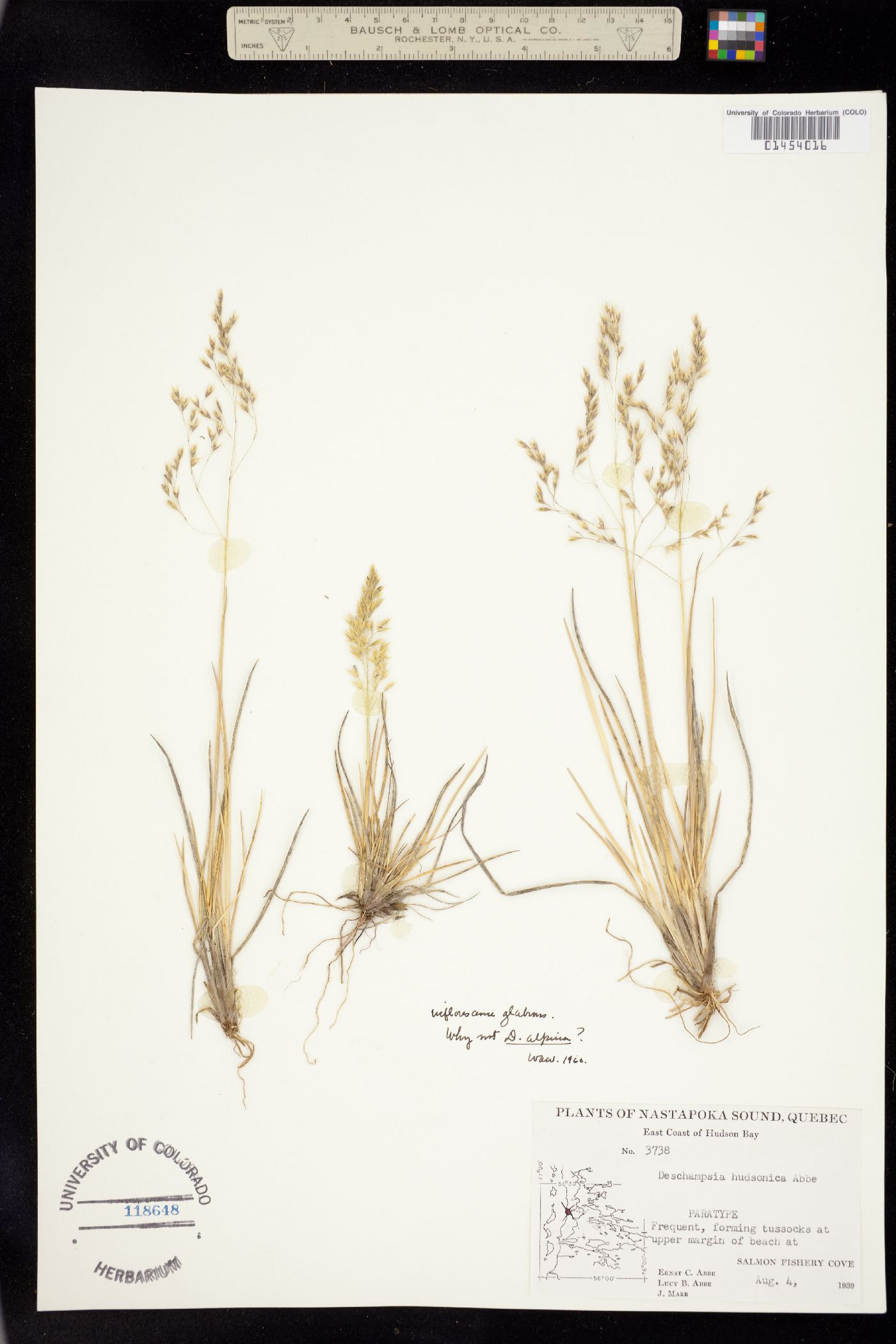 Deschampsia cespitosa image
