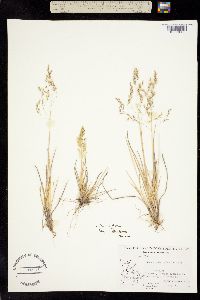 Deschampsia cespitosa var. alpina image