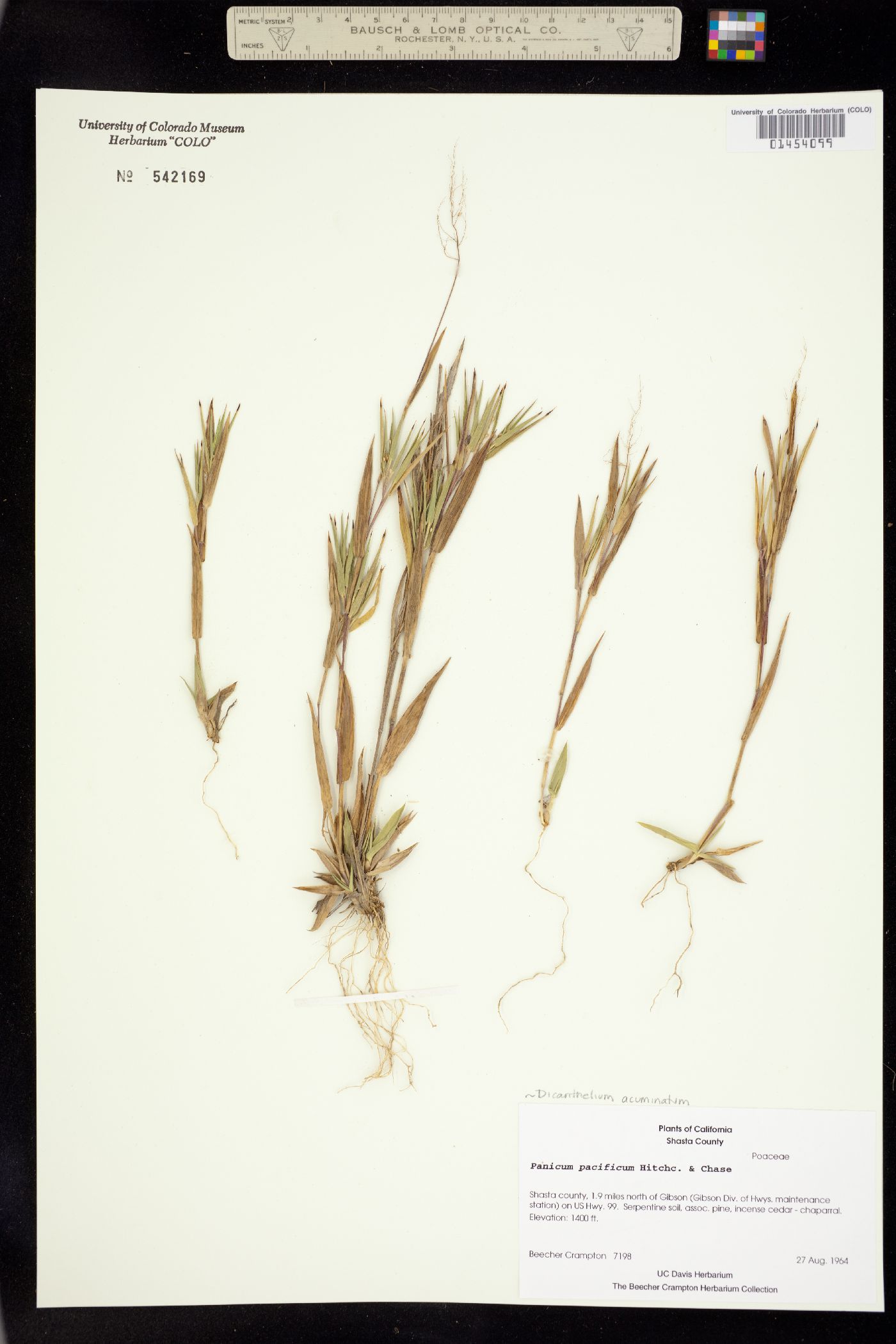 Dichanthelium image