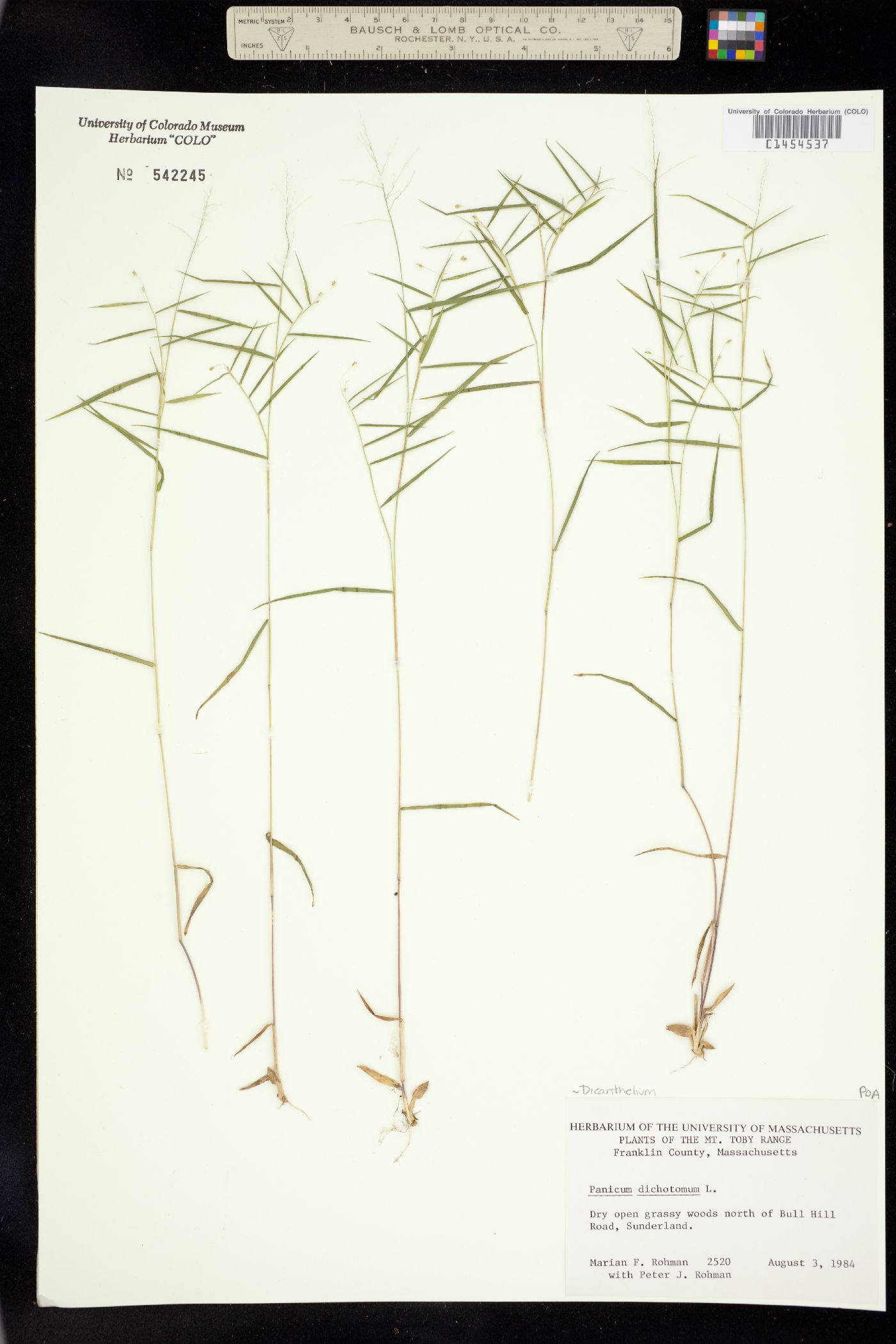 Dichanthelium dichotomum image